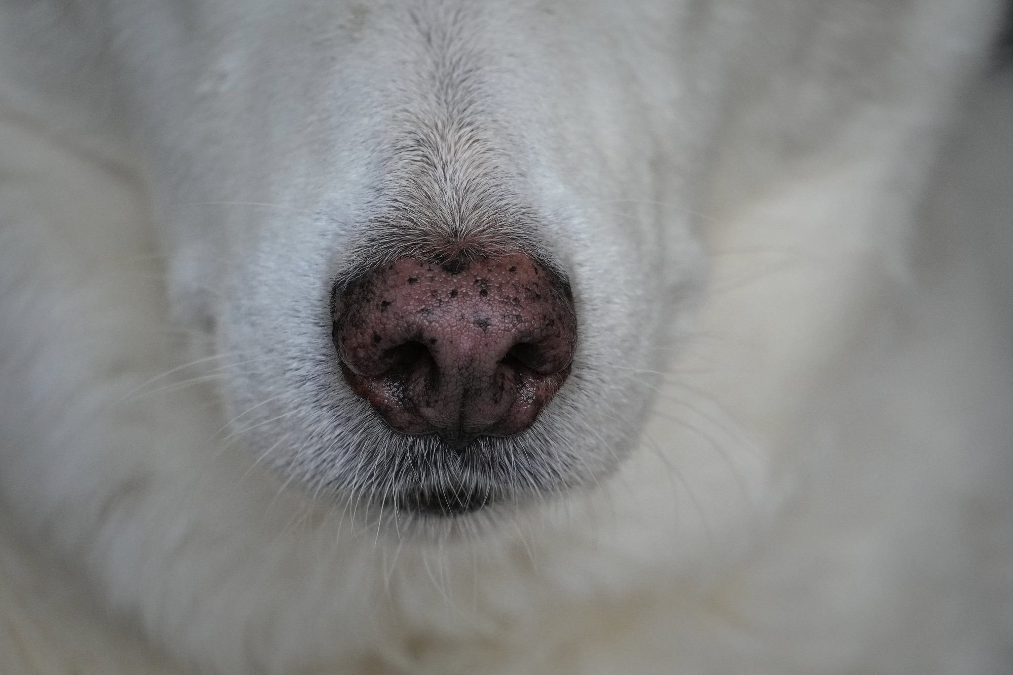 A head on shot of a pink nose of a white dog