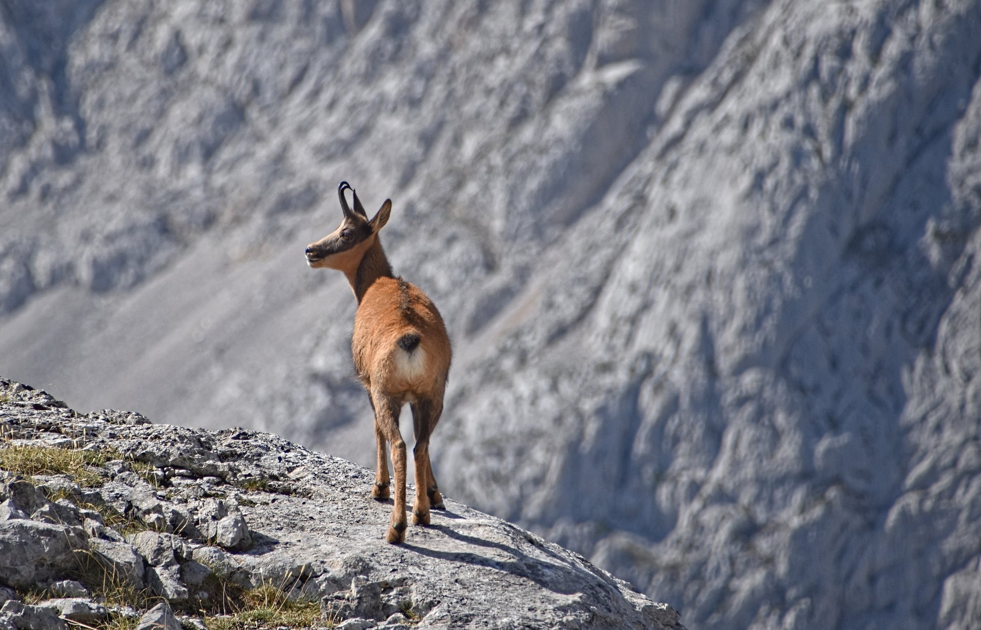 A Pyrenean chamois stood on a rocky outcrop with a blurred mountain behind. 