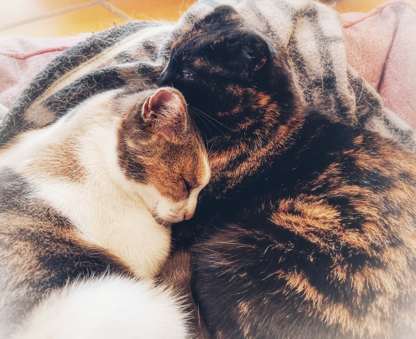 Two cats snuggled into eachother. One is white with grey and ginger splodges and the other is black with ginger splodges and little bits of white hair.