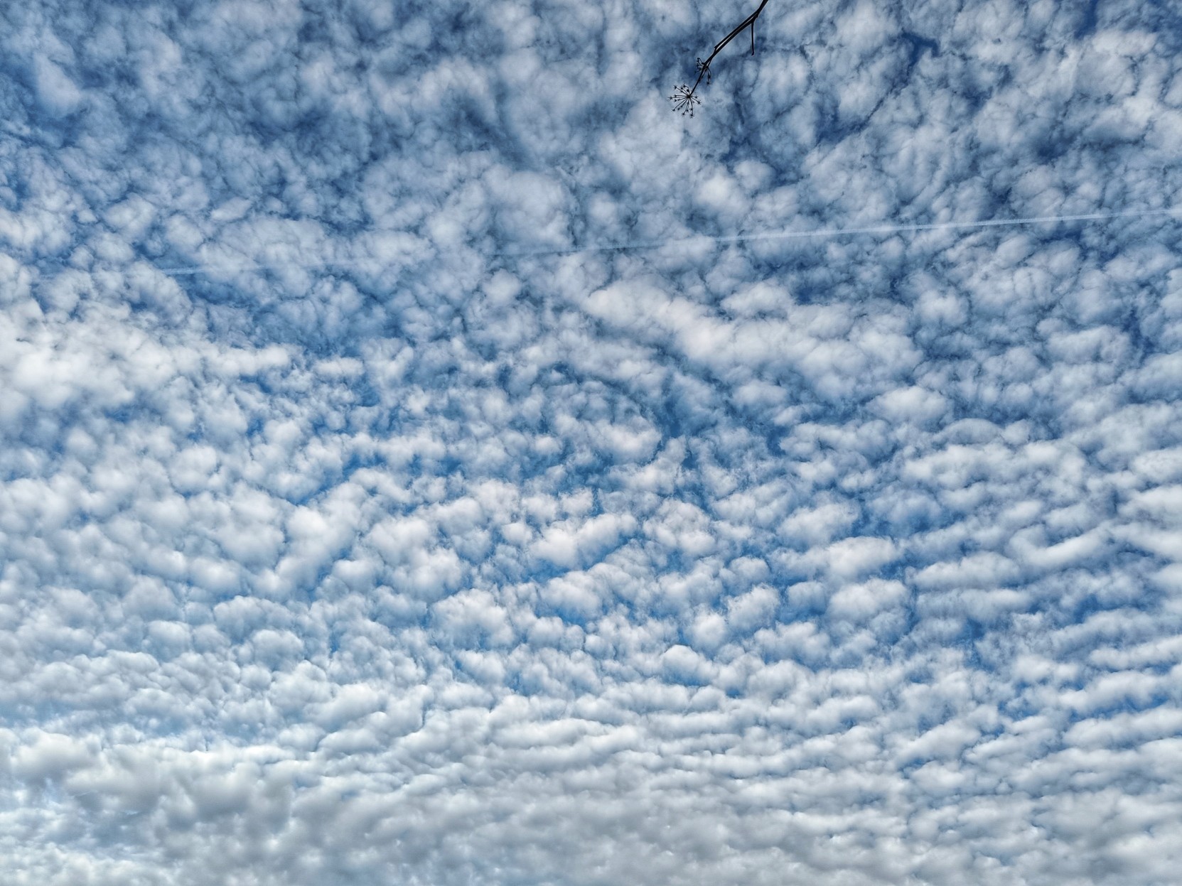 Blue sky almost completely covered with small white clouds