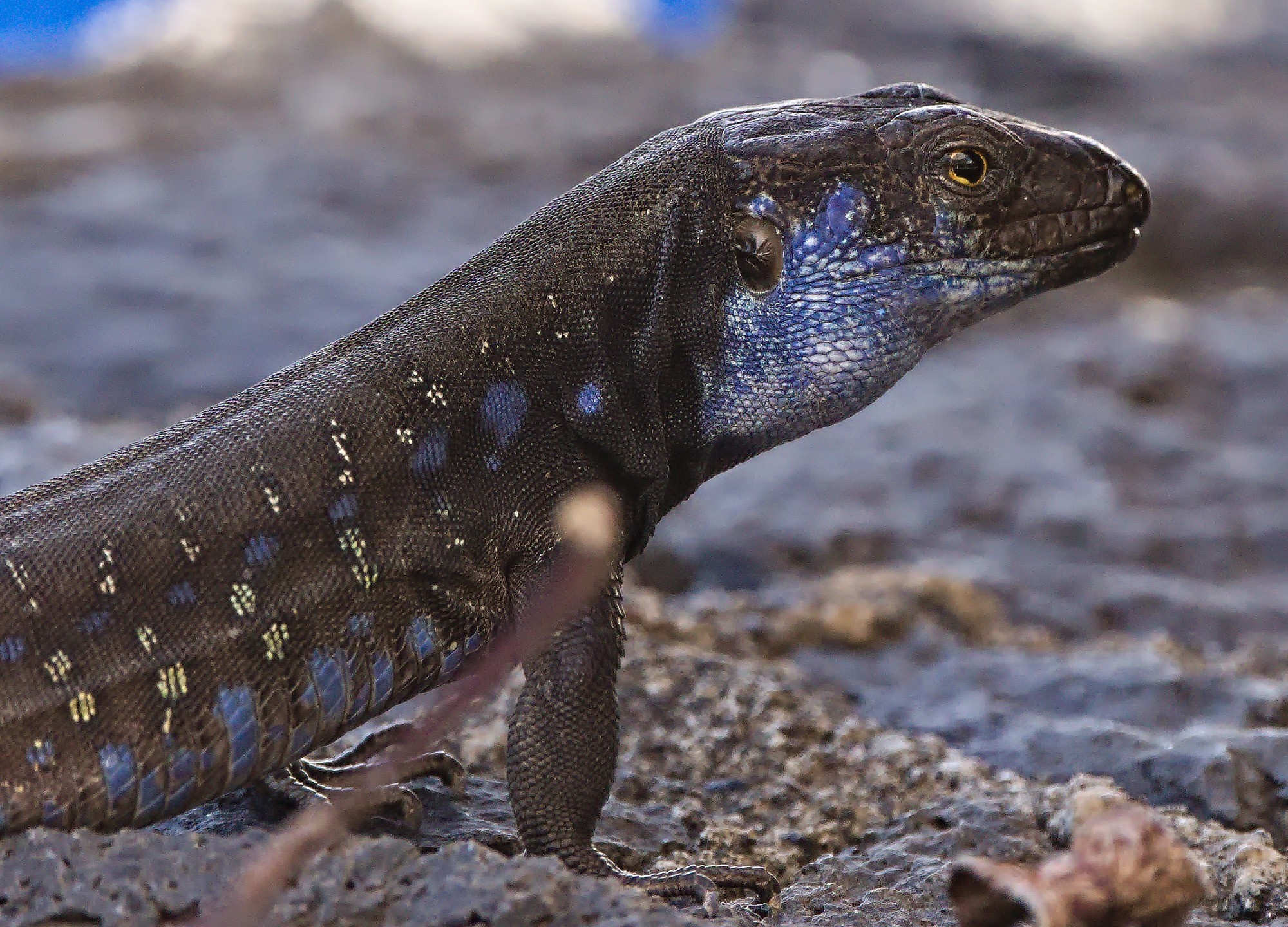 A side on view of dark grey lizard. He has a blue part face and throat with white bits. On his body he has yellow and blue splodges and dots. He has a yellow eye with a black pupil. He is stood on lava rock the same grey colour as himself. 