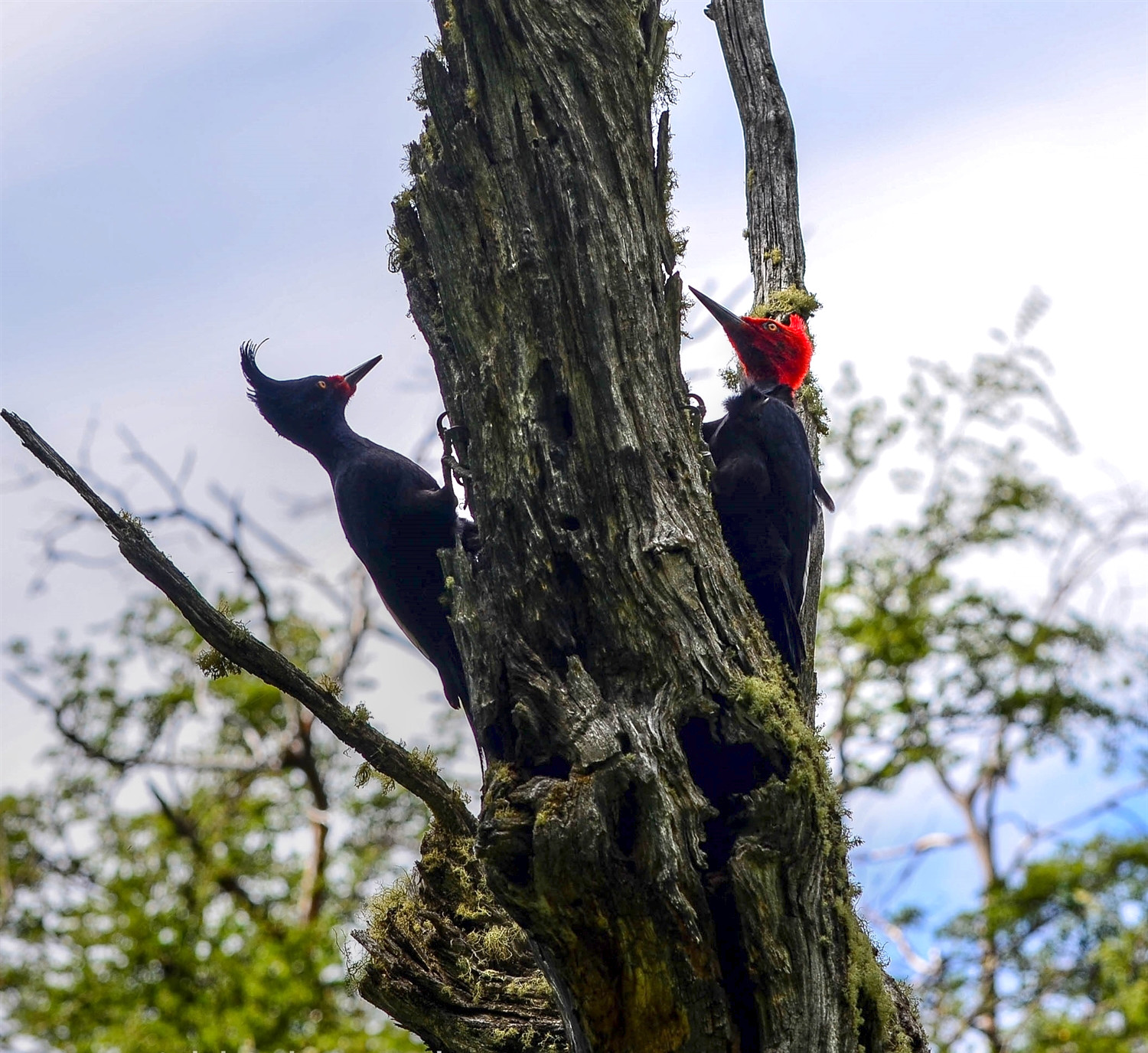 A picture of a male and female Woodpecker on opposite sides of a tree. The female is on the left, mostly a black bird with a quiff. She has a golden eye and red feathers around the top of her beak. The male is on the right side of the tree, mostly black but with a red head, golden eye and a red quiff.