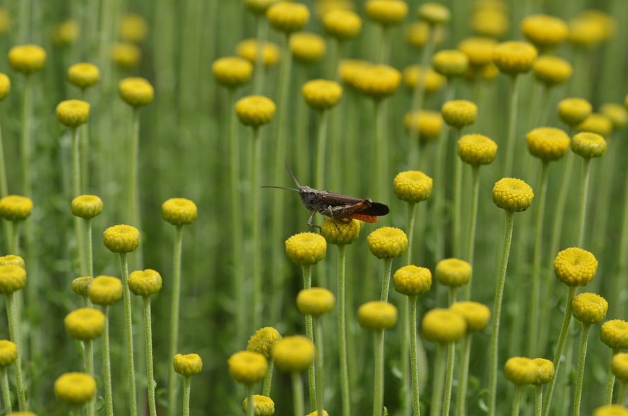 A grasshopper sat onto of yellow buds from a curry plant. 