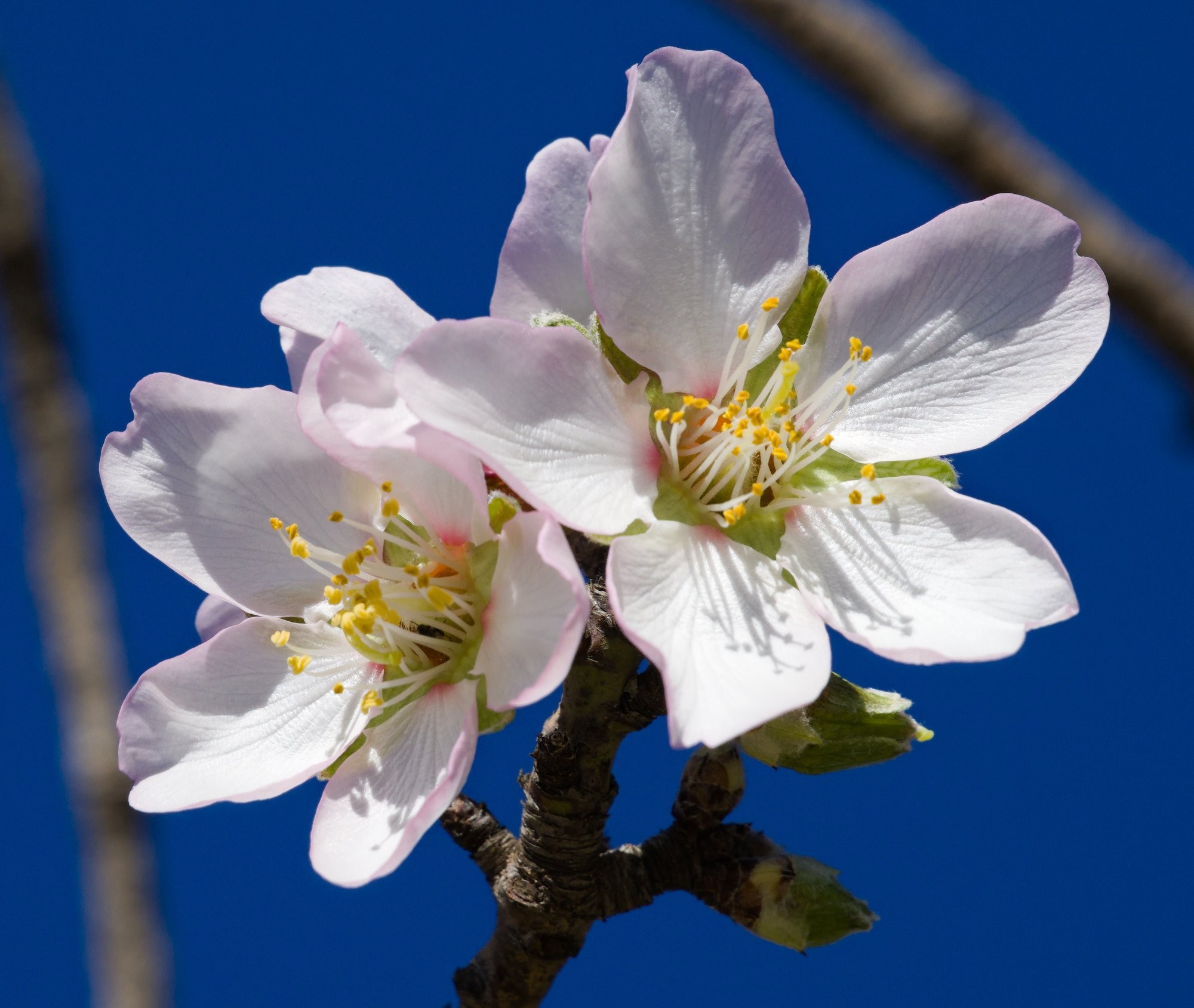 White almond tree flower with pink tinges and a blue sky background.