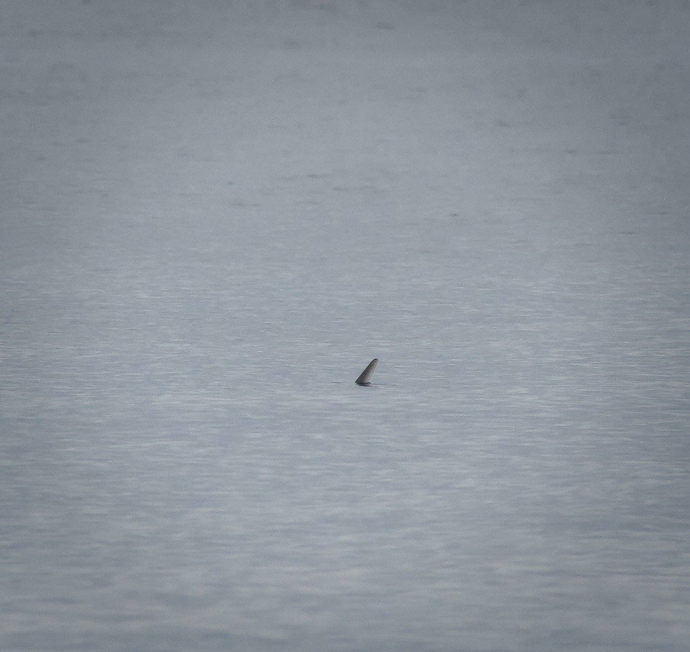 A picture showing a fin sticking out of the sea. Grey sea and various shades of grey fin