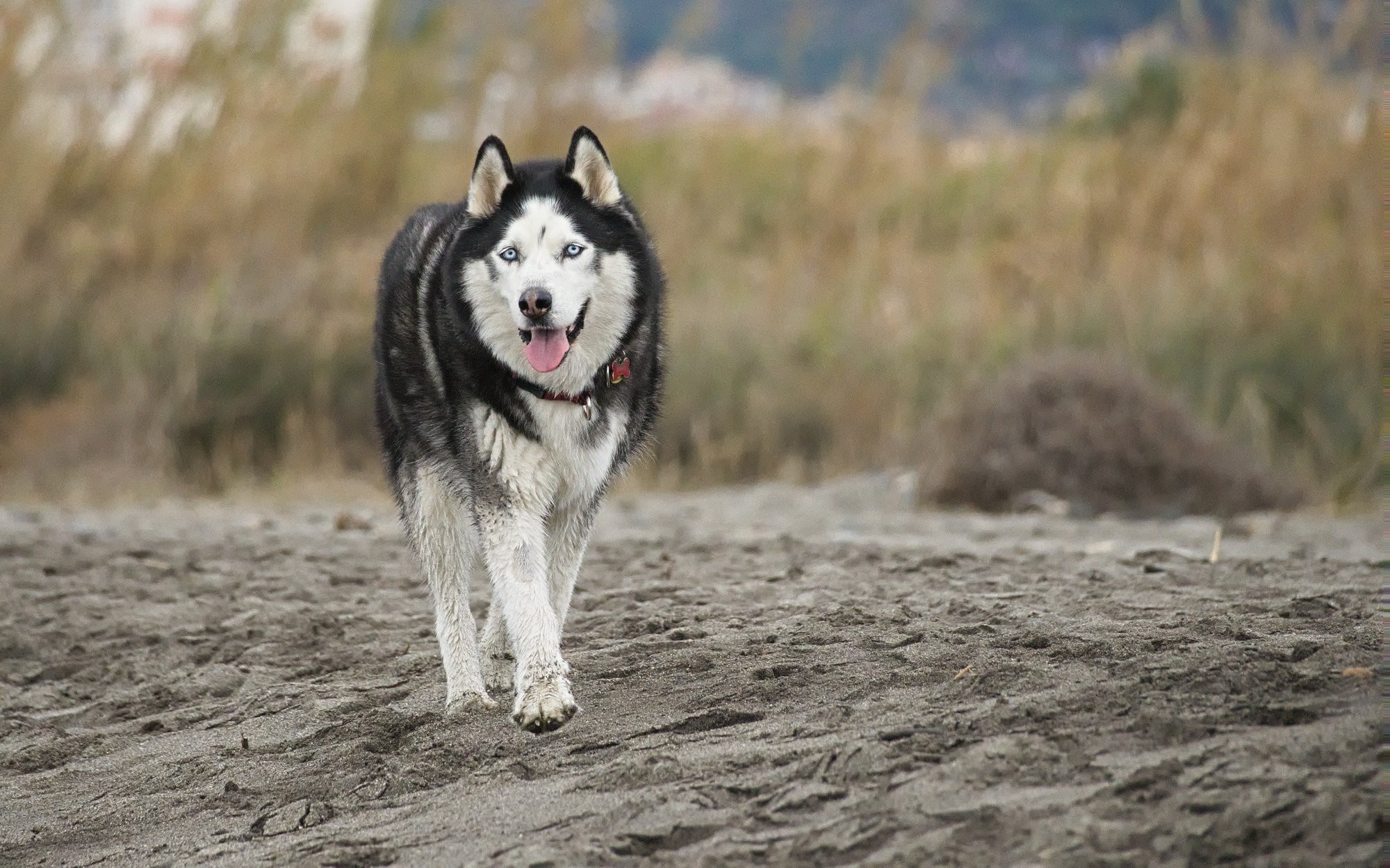 Black and white husky dog with light blue eyes walking towards the camera on a dark sandy beach. Behind is slightly blurred cane.