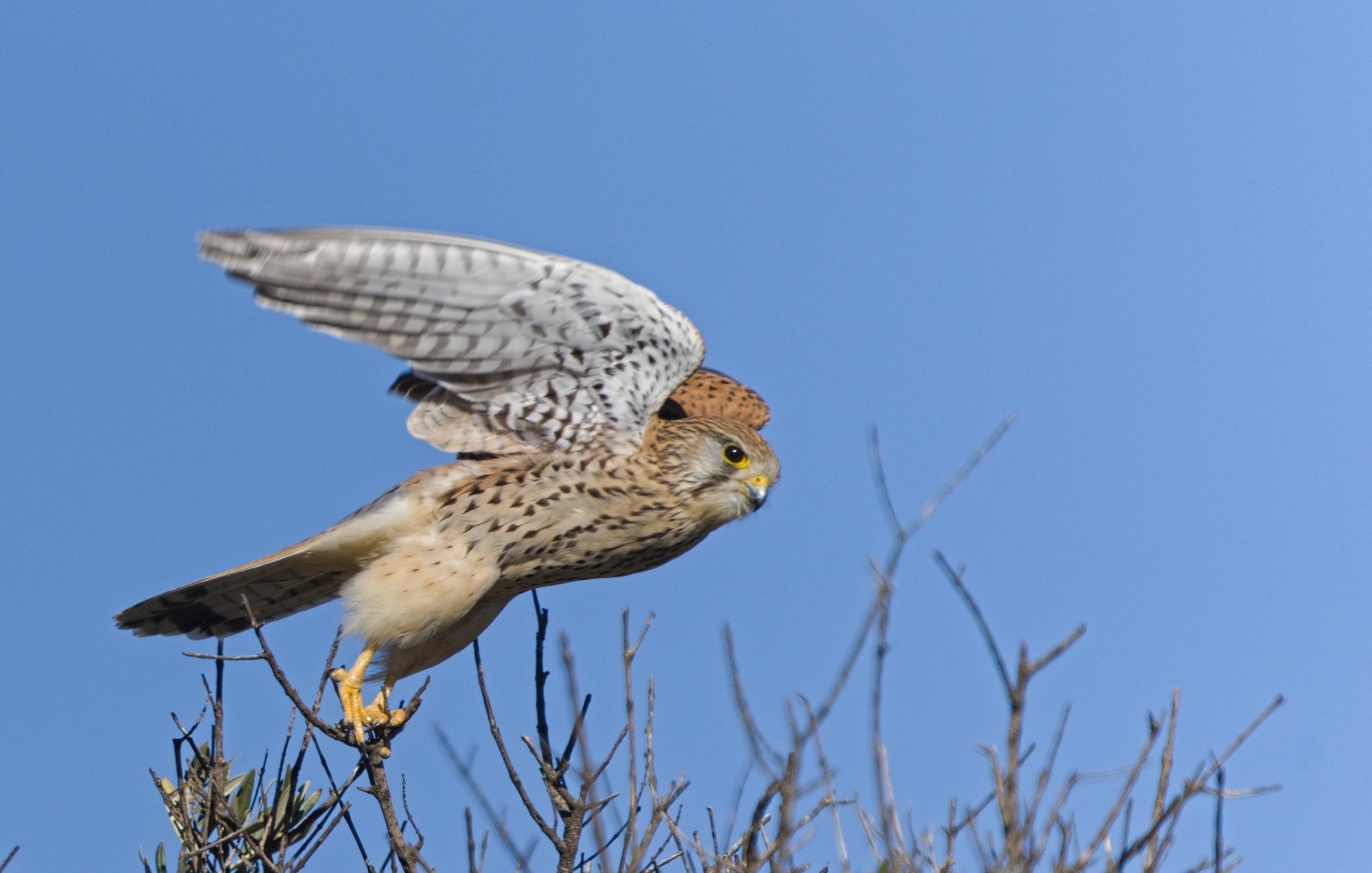 A common Kestrel just about to take off from a tree. She is on the top of the tree with a blue sky behind. She has her wings out and legs are springing her forward. 