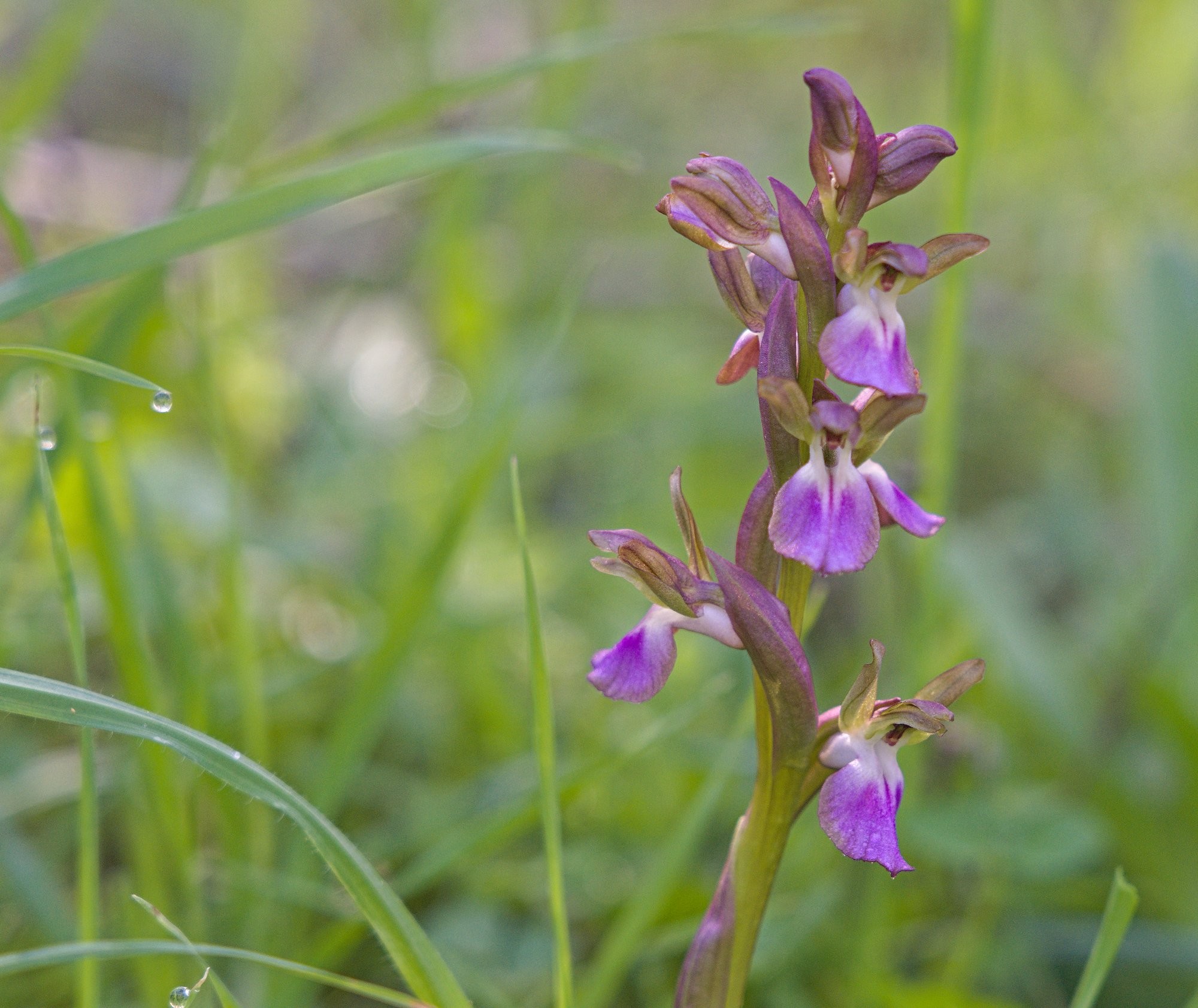 The picture shows one spike of Fan-lipped Orchid (Orchis collina). The orchid is on a slender green stem with flowers coming off in different directions. The flowers remind me of angels, they have a pink skirt with greenish pinkish wings. The centre is white. The back ground is green grass with dew drops on them, some in focus some not.