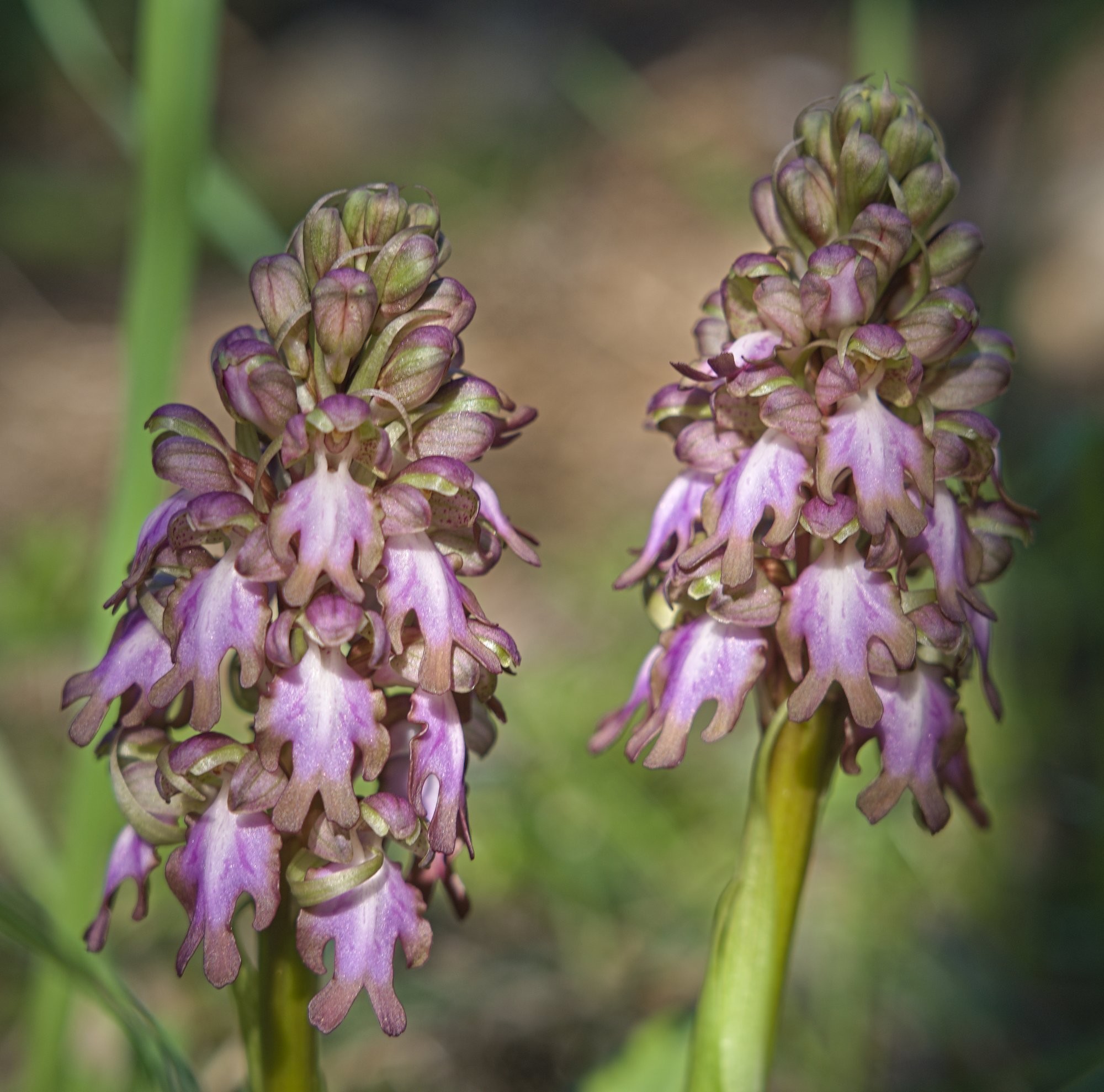 The picture consists of two small Giant Orchid (Himantoglossum robertianum). A thick green stem holds a bunch of flowers that sort of look like human bodies with alien heads! The edge of the arms and legs are brownish blending into pale pink, some with dark pink dots, with white in the centre. Some flowers still tightly rolled up waiting for flower.