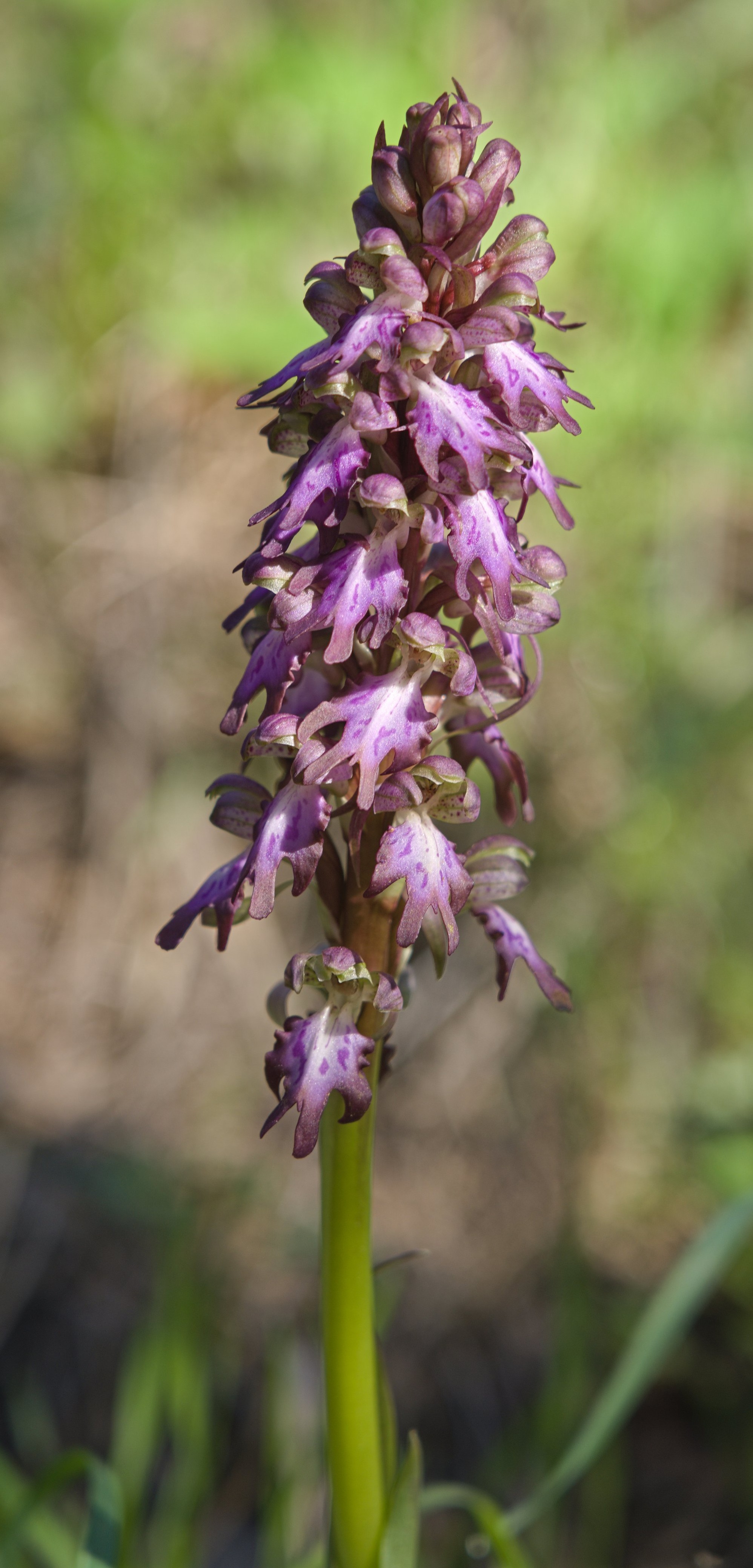 The picture consists of one taller Giant Orchid (Himantoglossum robertianum). A thick green stem holds a bunch of flowers that sort of look like human bodies with alien heads! The edge of the arms and legs are brownish blending into pale pink, some with dark pink dots and stripes, with white in the centre. Some flowers still tightly rolled up waiting for flower. The background is out of focus short grass.