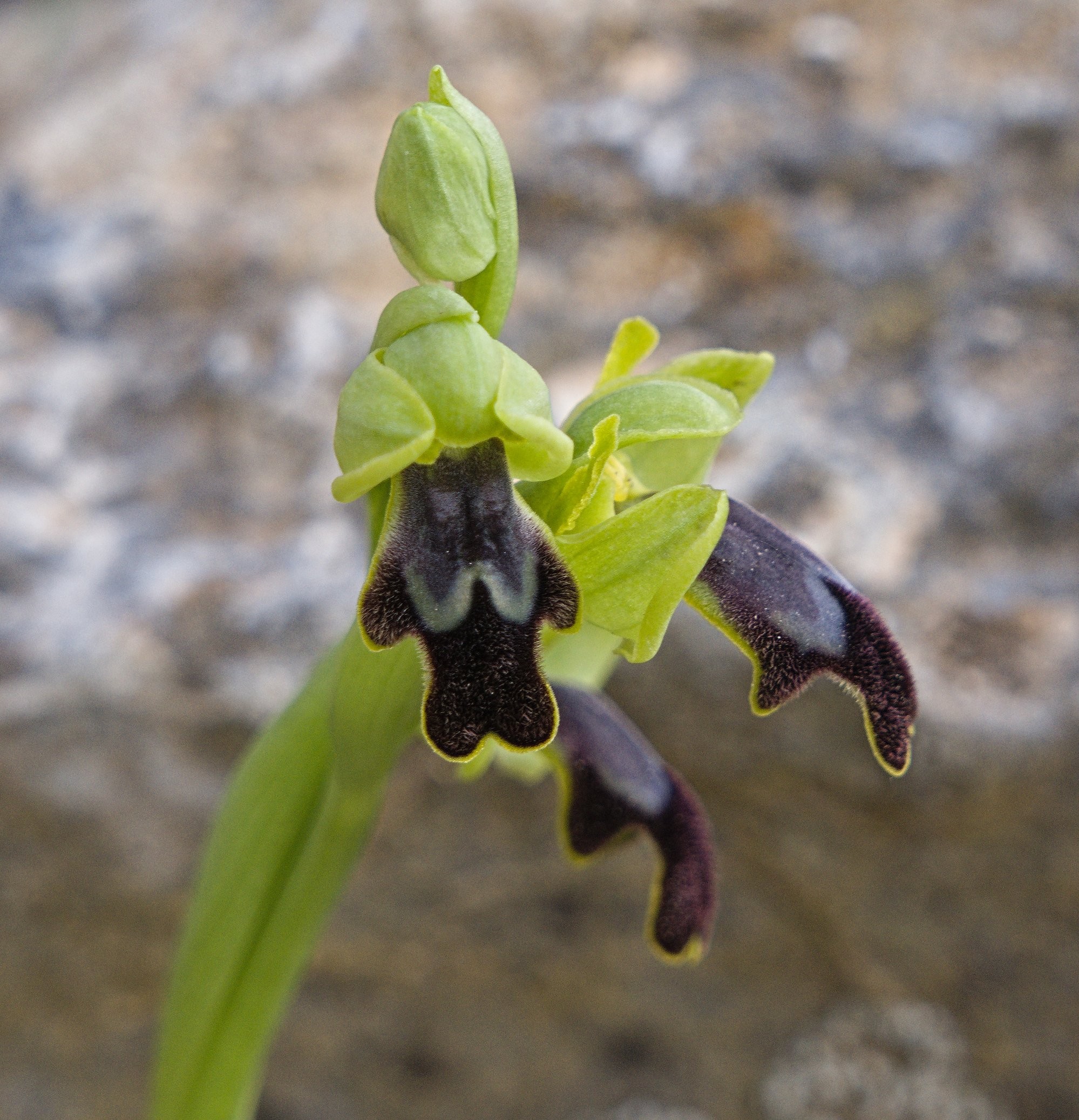 The picture shows one spike of Sombre Bee Orchid (Ophrys fusca). The background is an out of focus rock. There is a yellow green slender short stem with a handful of flowers on it. The flower shape is sort of human body shape, arms, body and legs are dark brown, purple short hair looking. The centre upward is pale whiteish blending to darker grey. All flowers are edged in yellow. The one flower looks to have a face in it! These flowers are very difficult to describe, but I hope you get an idea. 