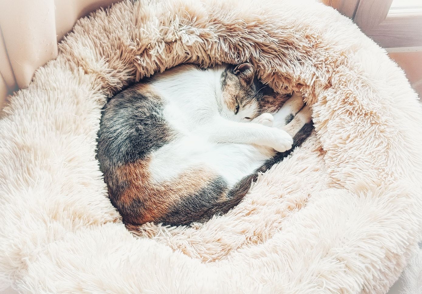 A white, grey and orange brown cat, called Sweep, snuggled in a cream coloured long piled dog bed. Photo taken looking down on the scene. The bed was too small for the dogs.