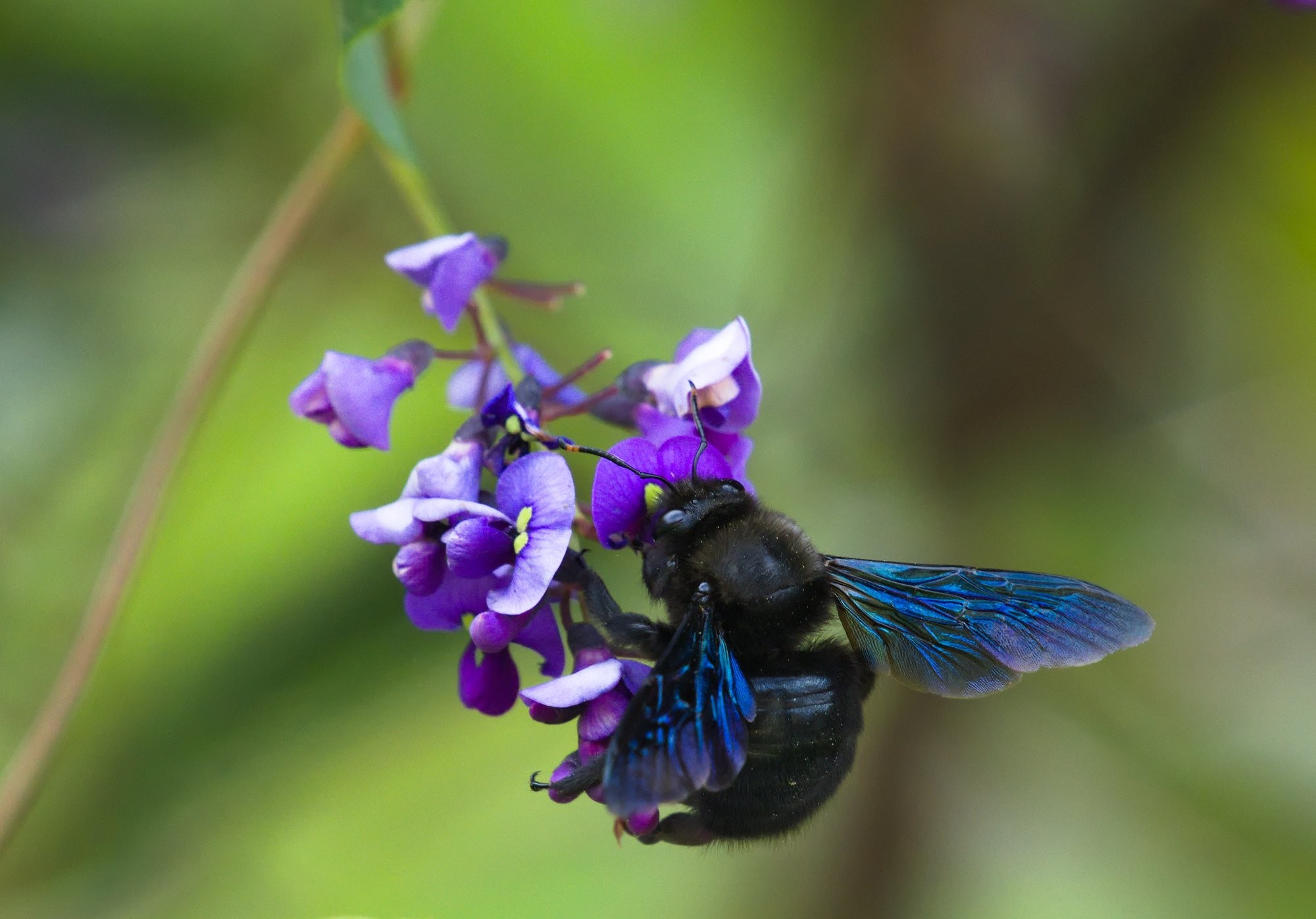 A black Carpenter bee showing the blue of his wings while feeding on the flowers of Hardenbergia violacea. The background is blurred out but adds a green colour.