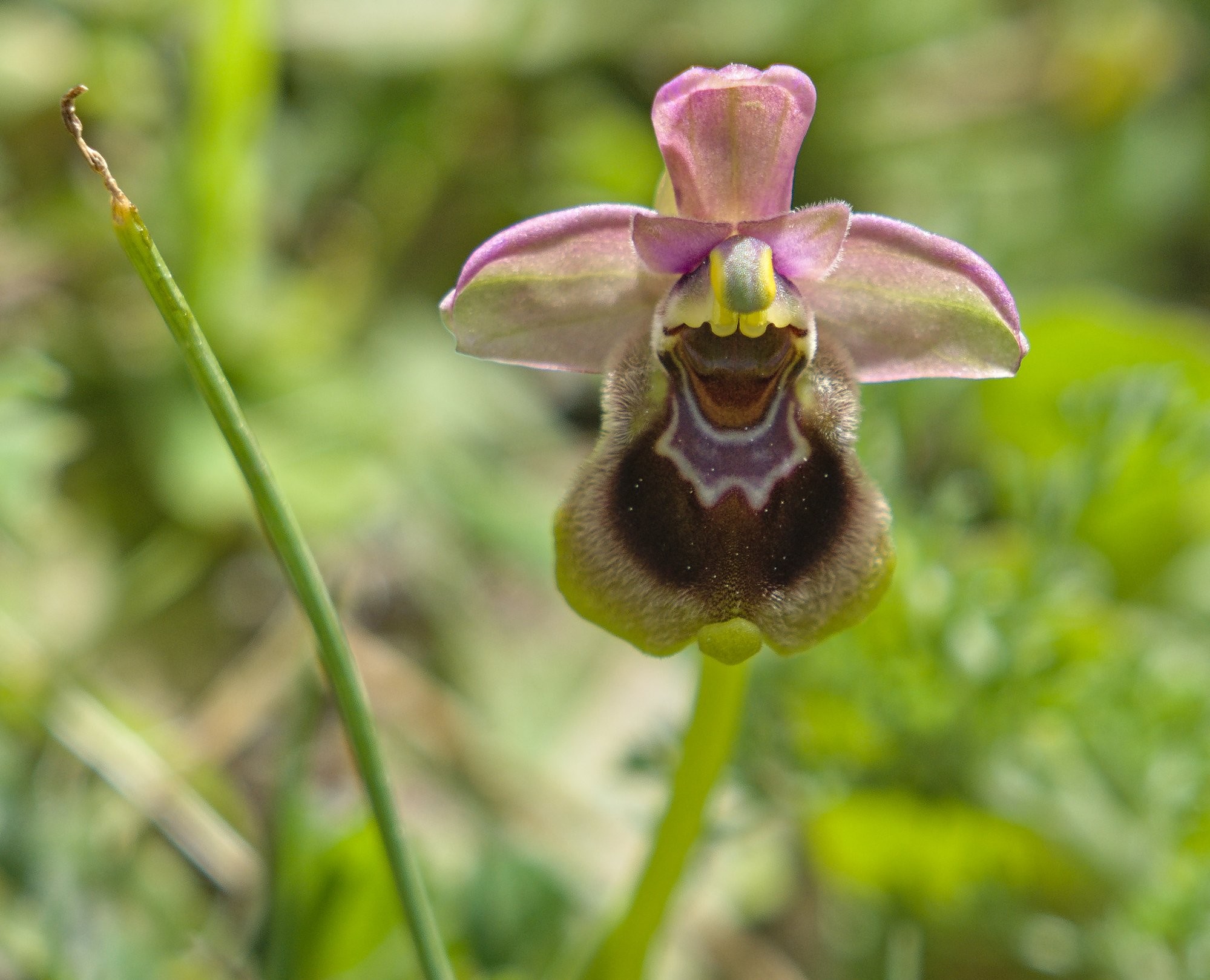 A wild orchid known as Sawfly Orchid (Ophrys tenthredinifera). The picture is taken of the flower looking directly at it.