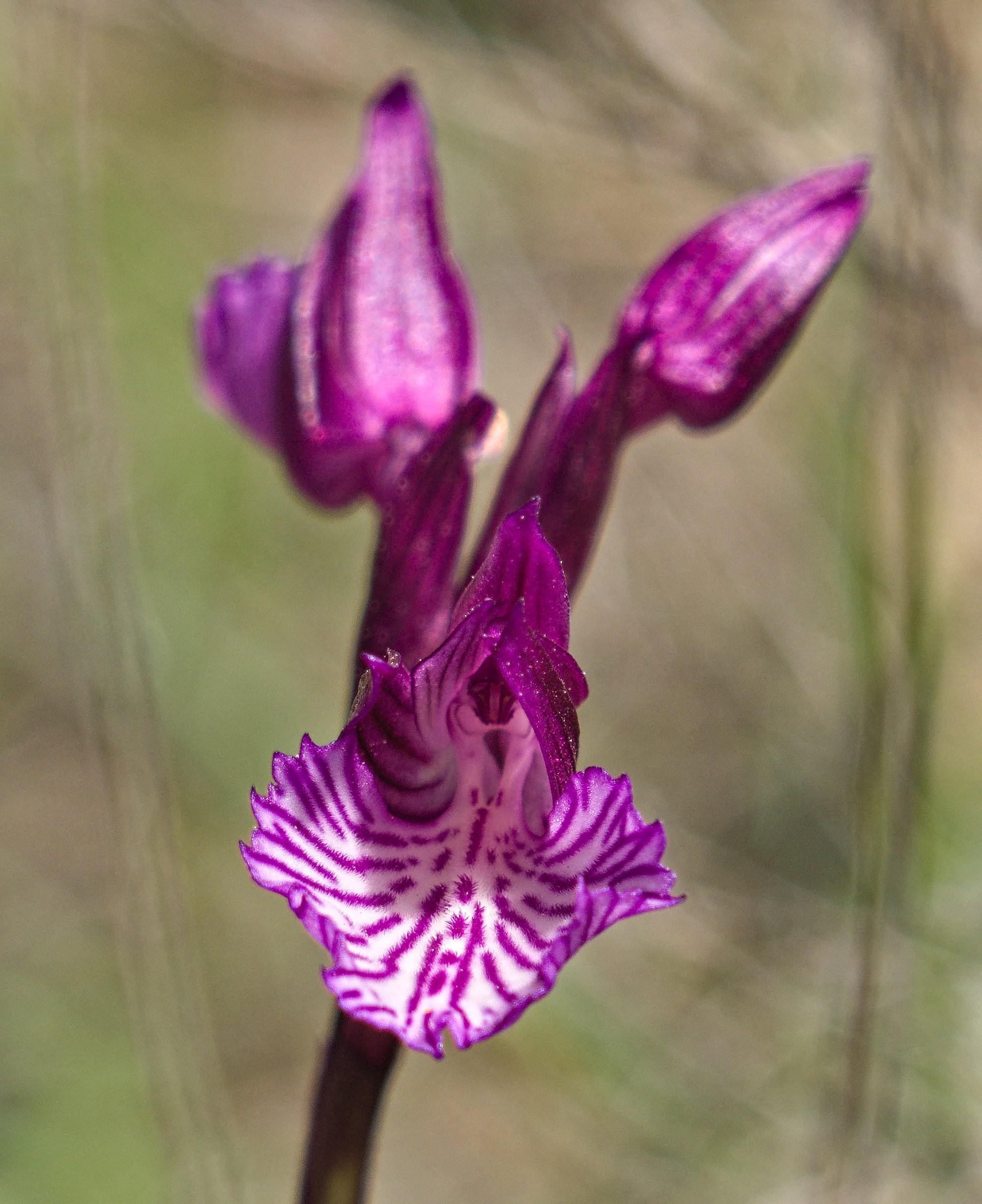 Wild orchid known as the Pink Butterfly Orchid (Orchis papilionacea). The picture has been taken looking directly into one of the flowers