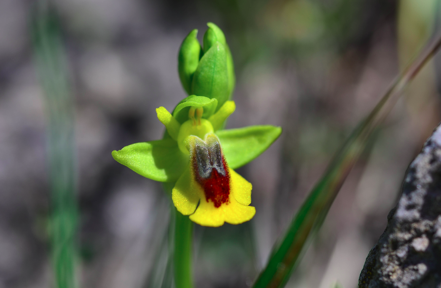 Wild orchid known as the Yellow Bee Orchid (Ophrys lutea). The picture has been taken looking directly onto the flower.