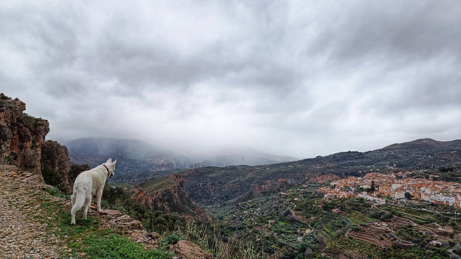 Picture of a white dog on a cliff path looking down and across the valley. On the lower right of the picture is the village of Lanjaron. Centre distance are wind turbines and hills disappearing in rain. The sky is grey and white.