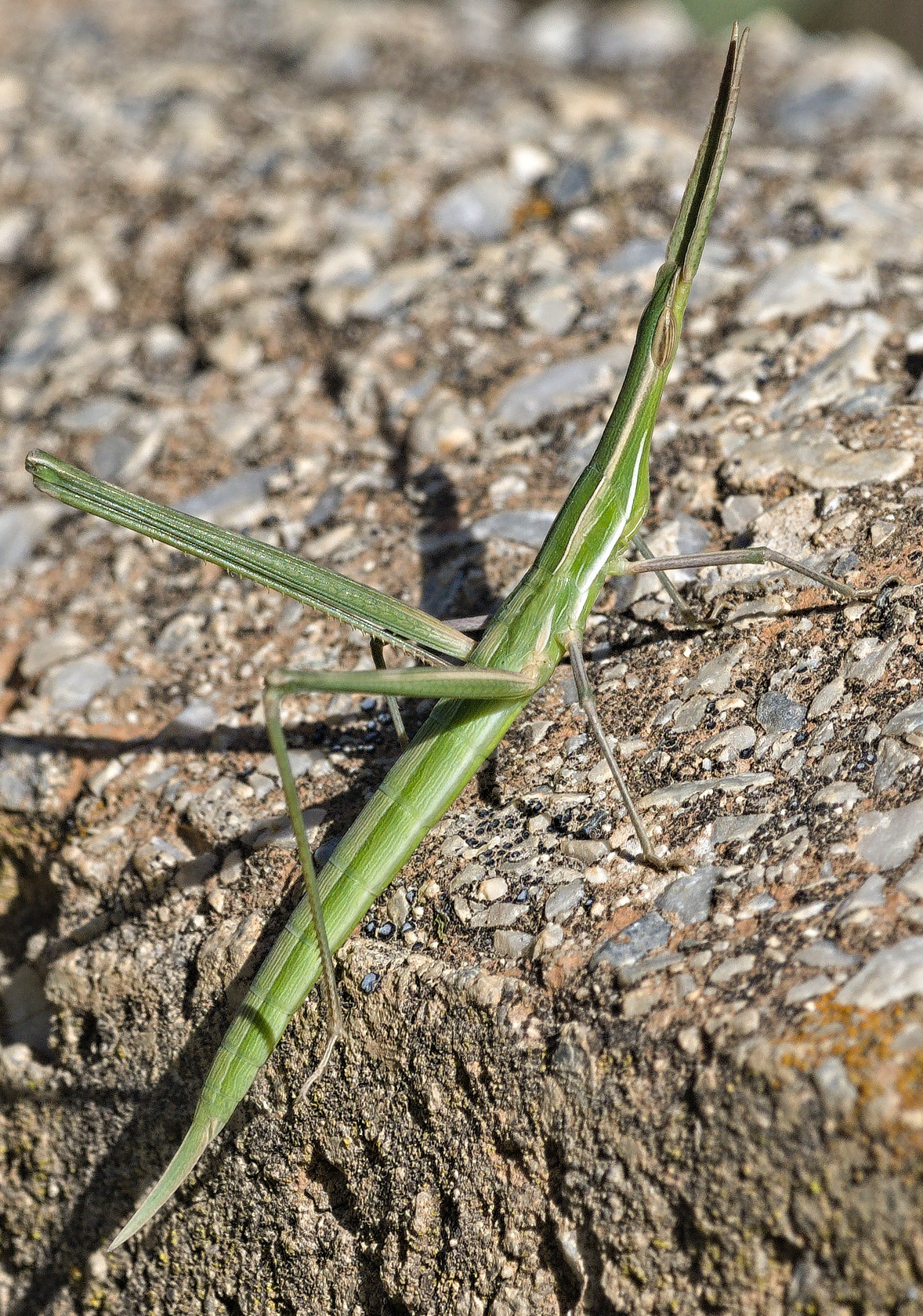 A green long thin grasshopper (looks more like a stick insect) It's mainly green in colour. It is resting on stone.