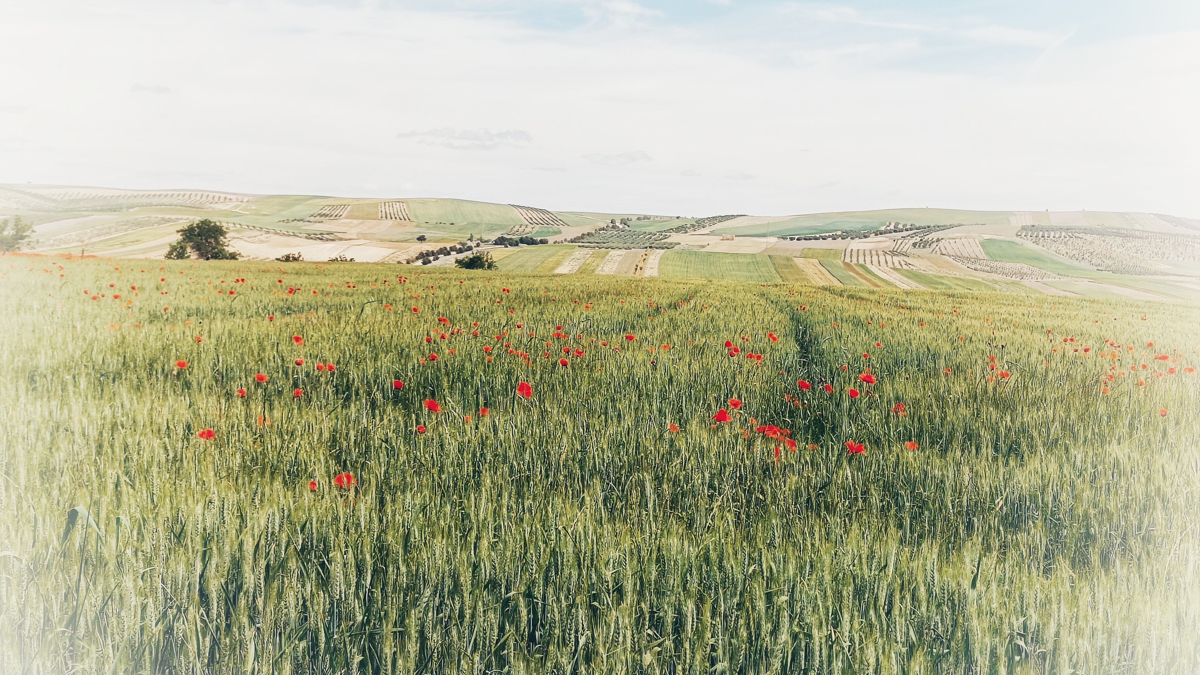 Red poppies in a wheat field with some ploughed fields, some olive groves and some arable fields behind.