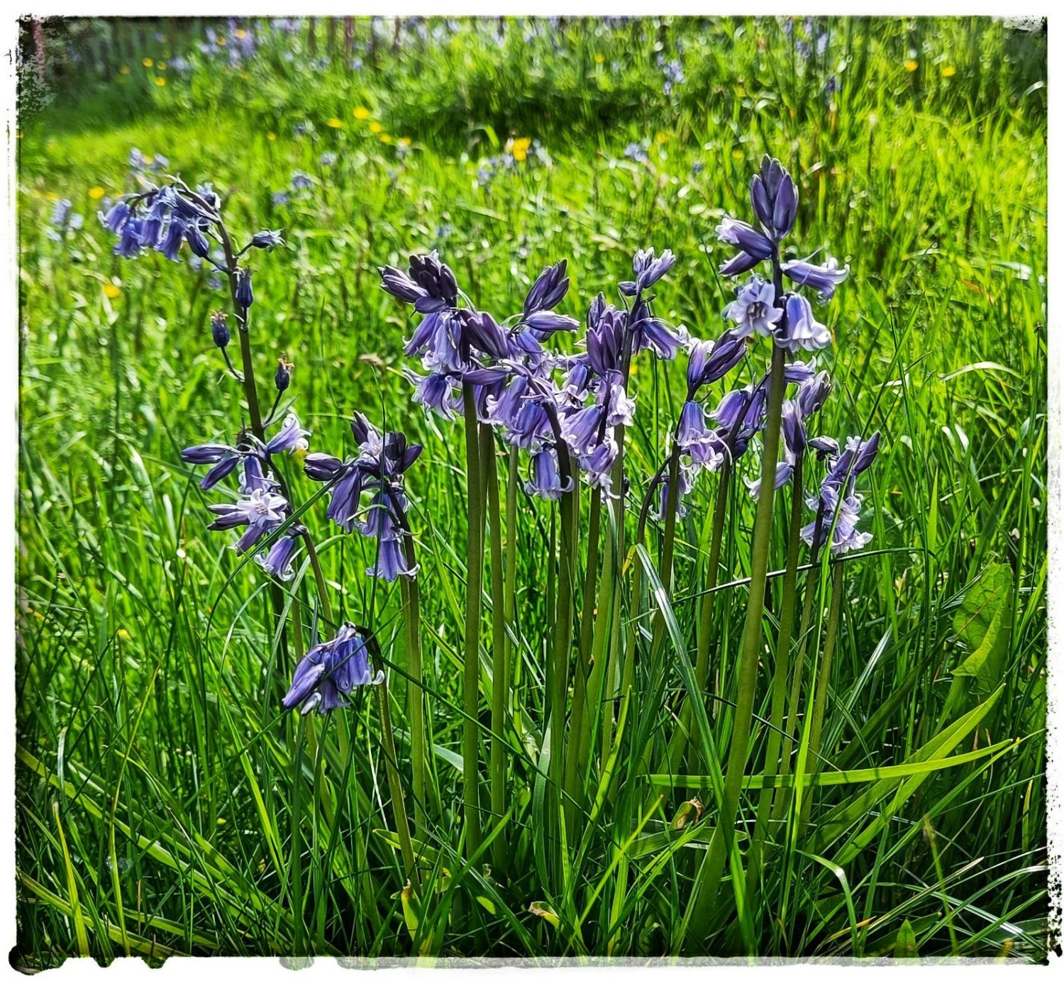 A small clump of British Bluebells standing in green grass