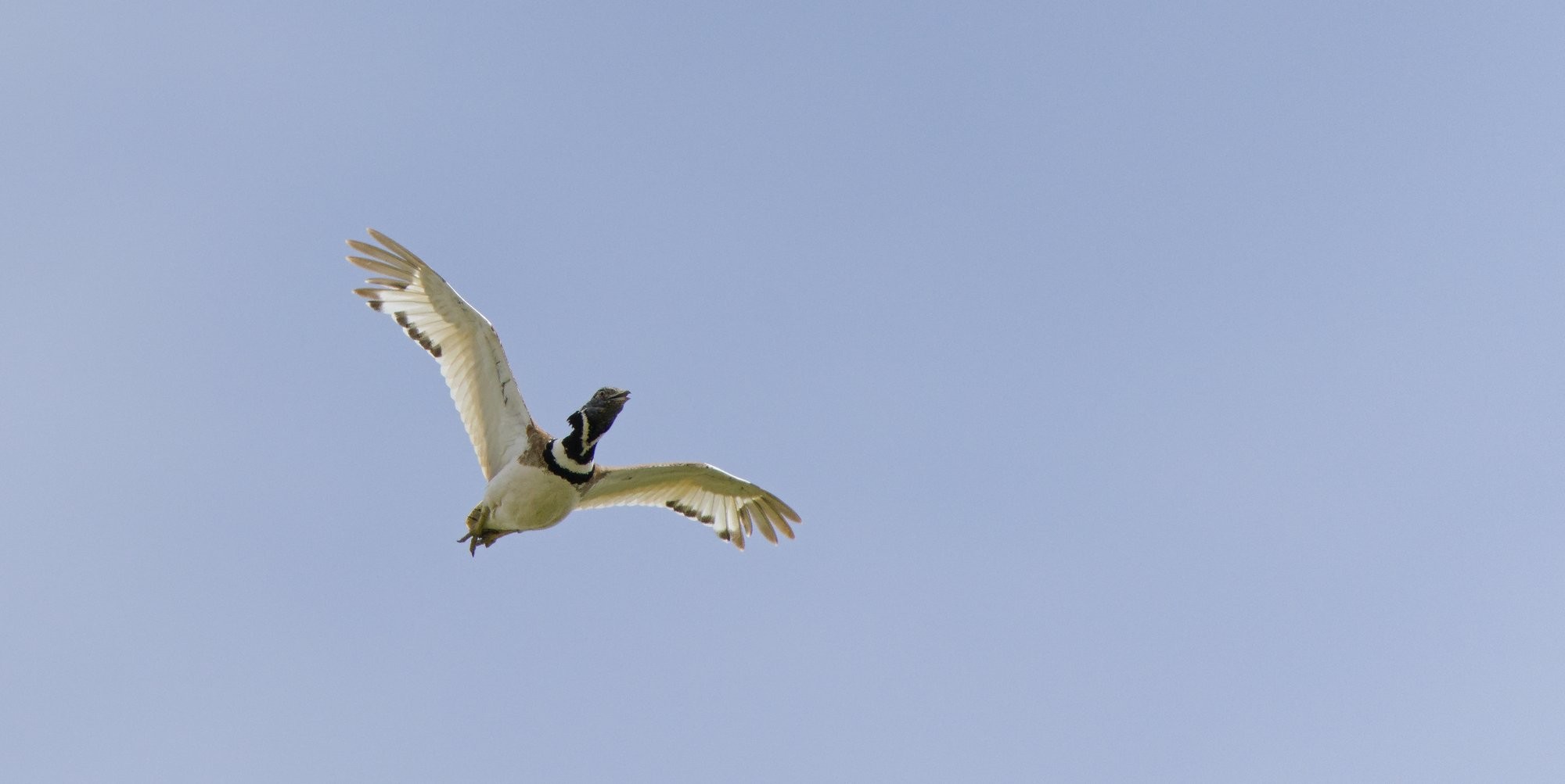 A male Little Bustard flying (there were two) in a pale blue sky. The bird is very duck like while flying and quite comical.