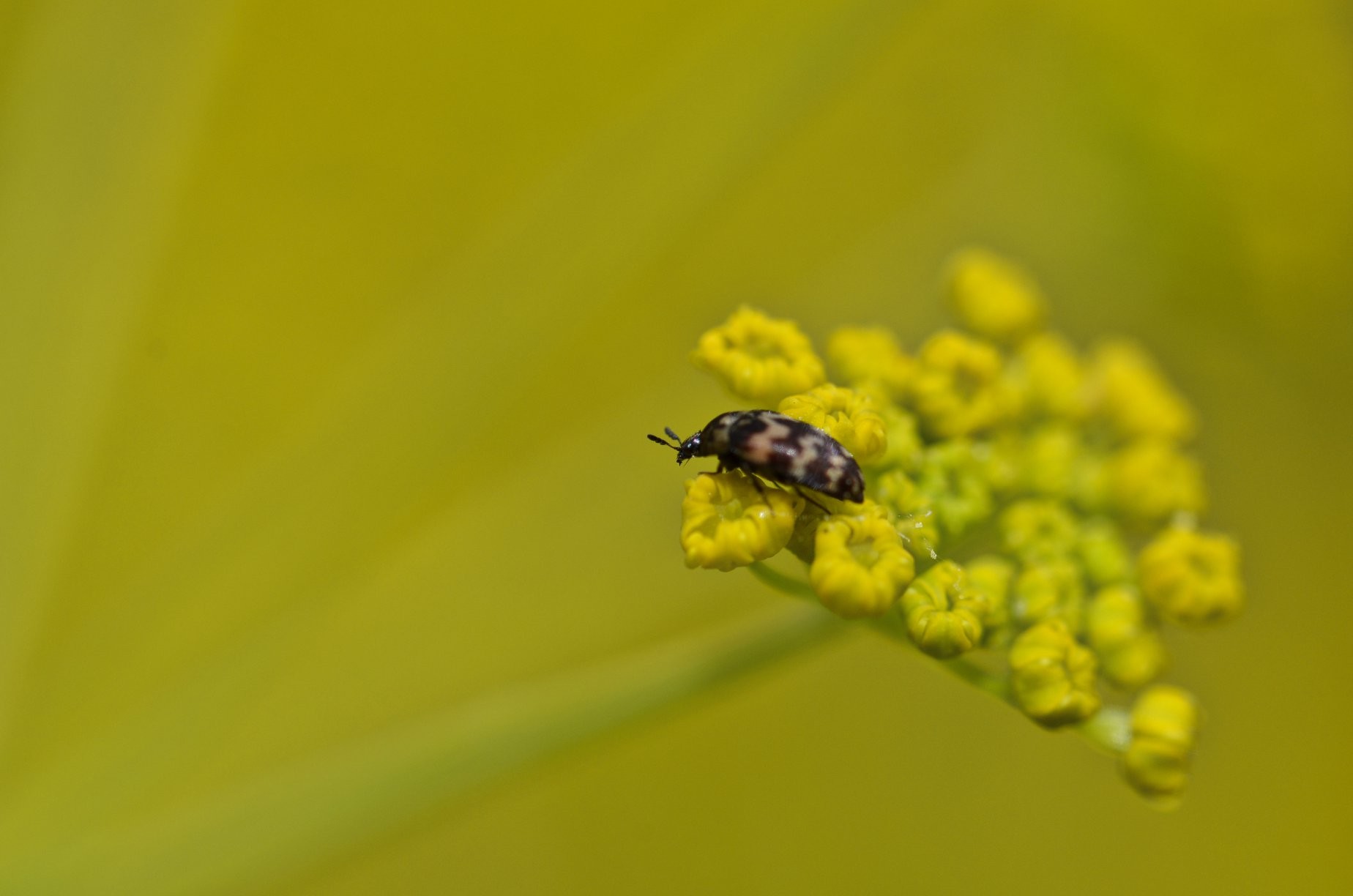 A tiny beetle side on to the camera sitting on the plant commonly known as deadly carrots. The beetle has black and creamish zig zag stripes. The back ground is yellow, the same colour as the plant.