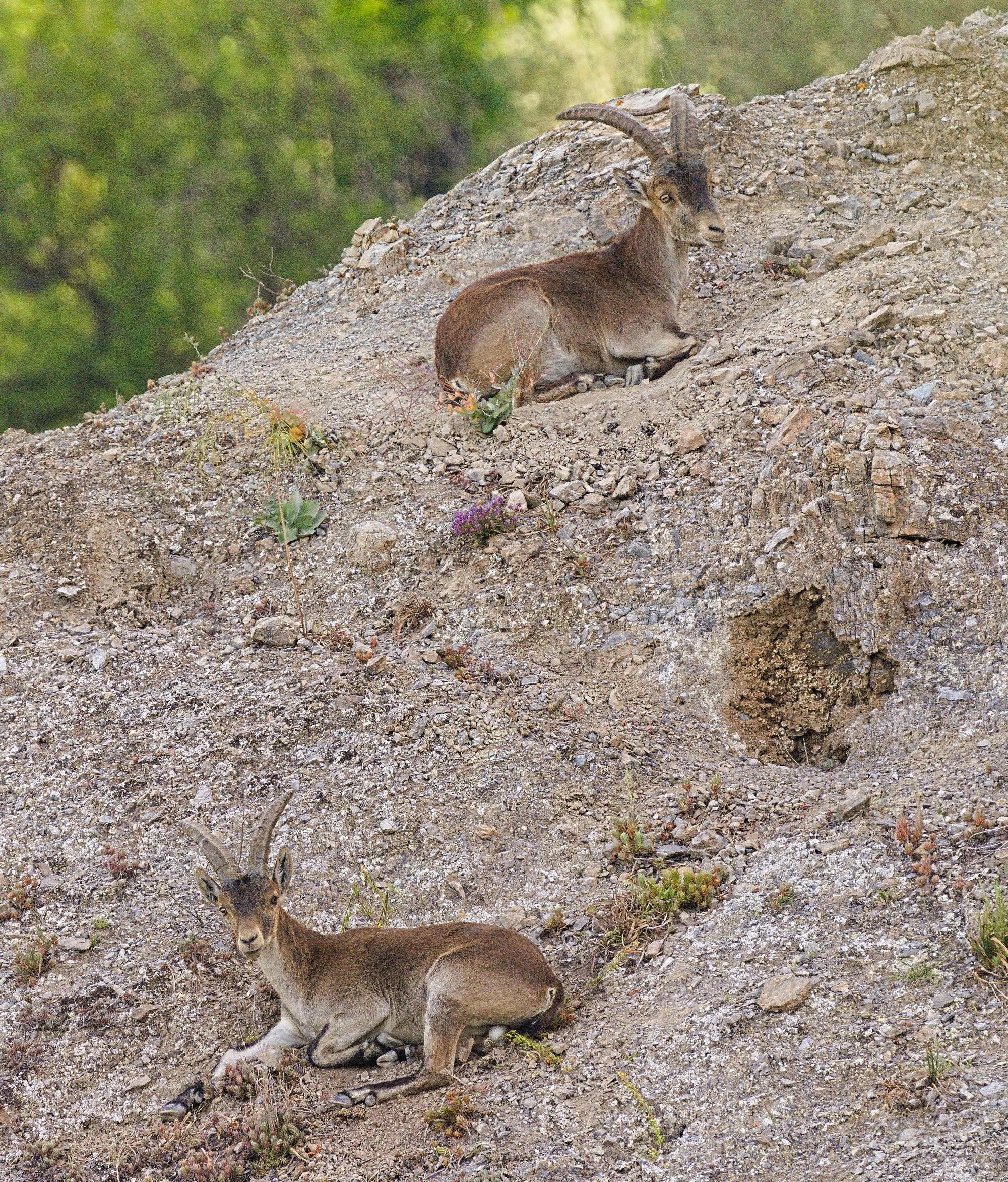 Two male Spanish Ibex laying down, both have noticed the photographer. They are laying on a big rock that has plenty of soil and stones on it. The background of green trees is blurred out. 