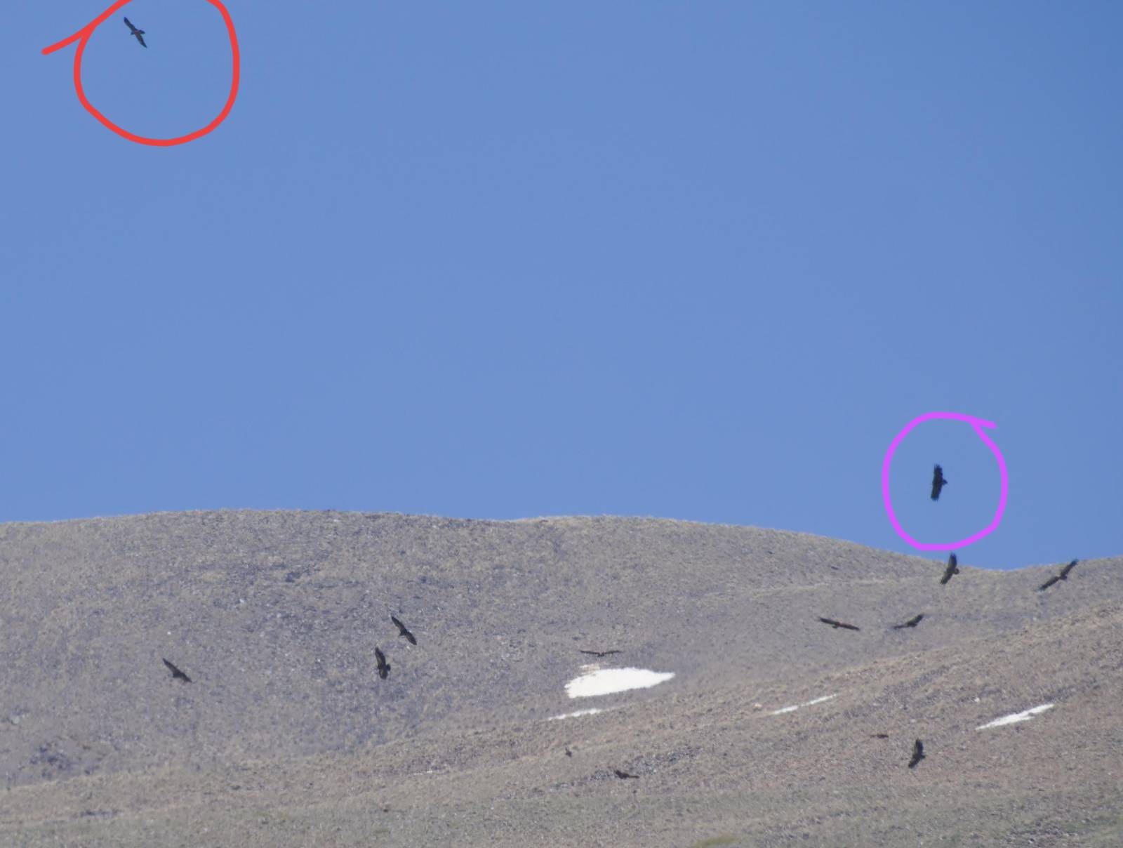 A photograph showing mostly Griffon vultures flying around, some with a blue sky background and some with the bare mountain with a patch of snow background. The bird circled in red (top left) is a Bearded vulture (the bone breaker), they are trying to breed in the Sierra Nevada after a successful reintroduction programe in Andalucia. The bird circled in purple, just above the skyline on the right, is a Black vulture, not often seen in the Granada province. The birds were a long way off, it's a poor photo, but a record shot of a scene not many people have seen in the Granada province.