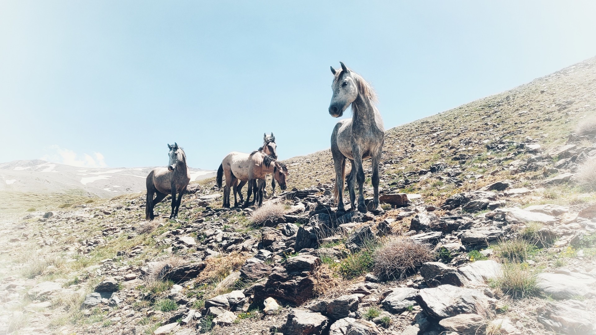 A picture of 4 grey horses looking towards people who are not on the picture. They are stood in the high mountains with rocks, vegetation and snow around.