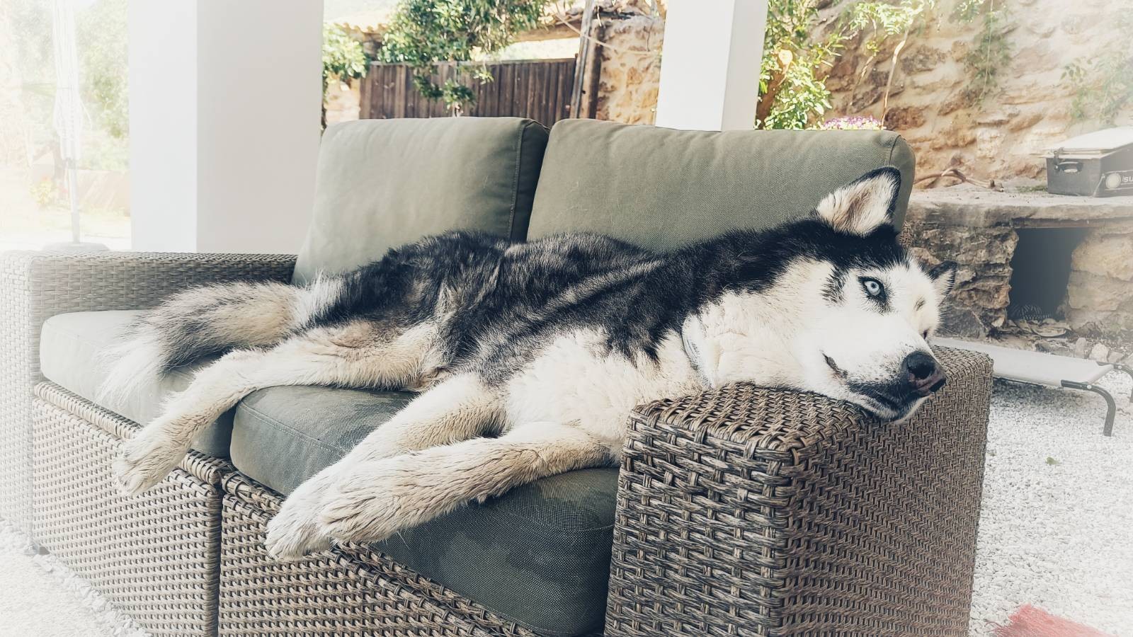 Black and white light blue eyed husky laying on outdoor furniture