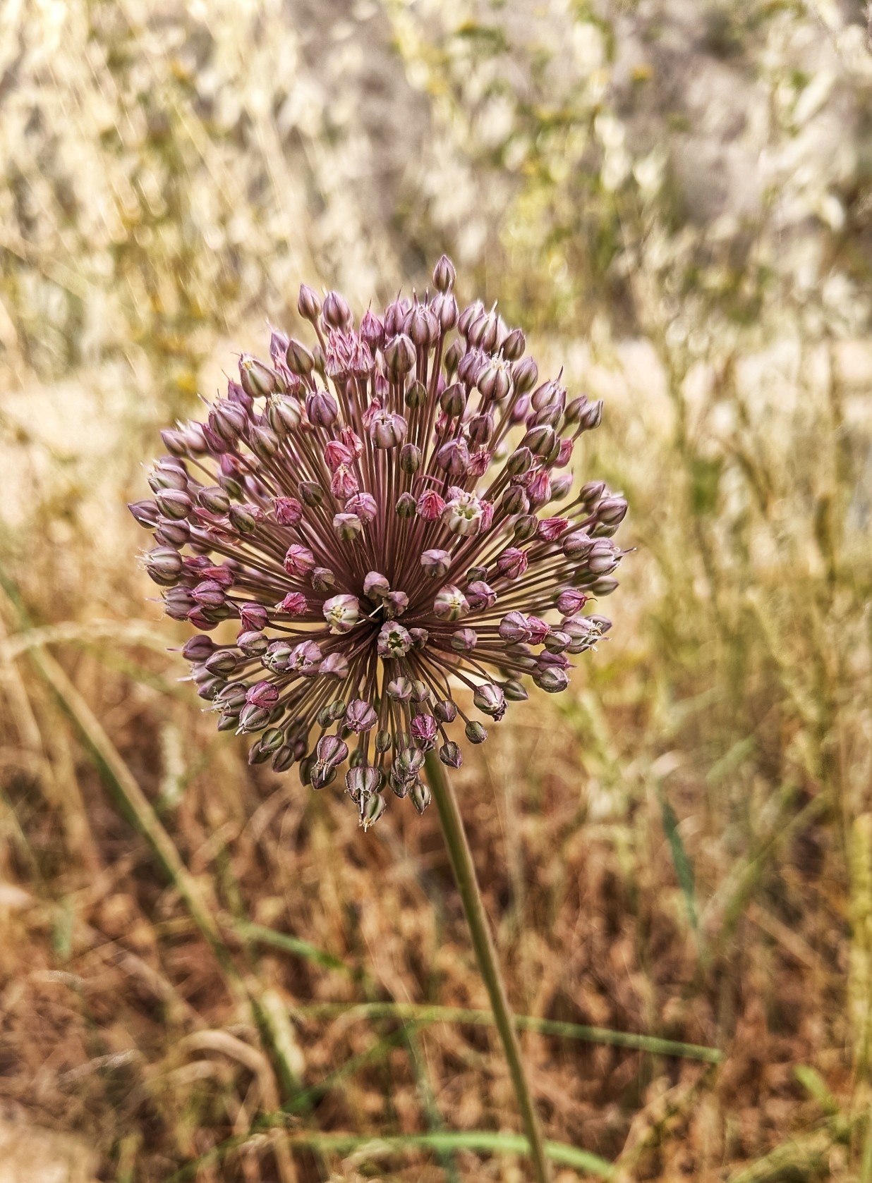 A type of Allium. As sphere shape with pinkish tones on a slim brown stem with blurred dead brown grass behind.