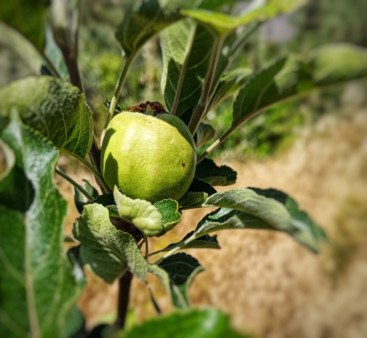 A baby apple among the green leaves of the tree. The tree was only planted this year and this is it's first fruit. It's a Pink Lady variety.