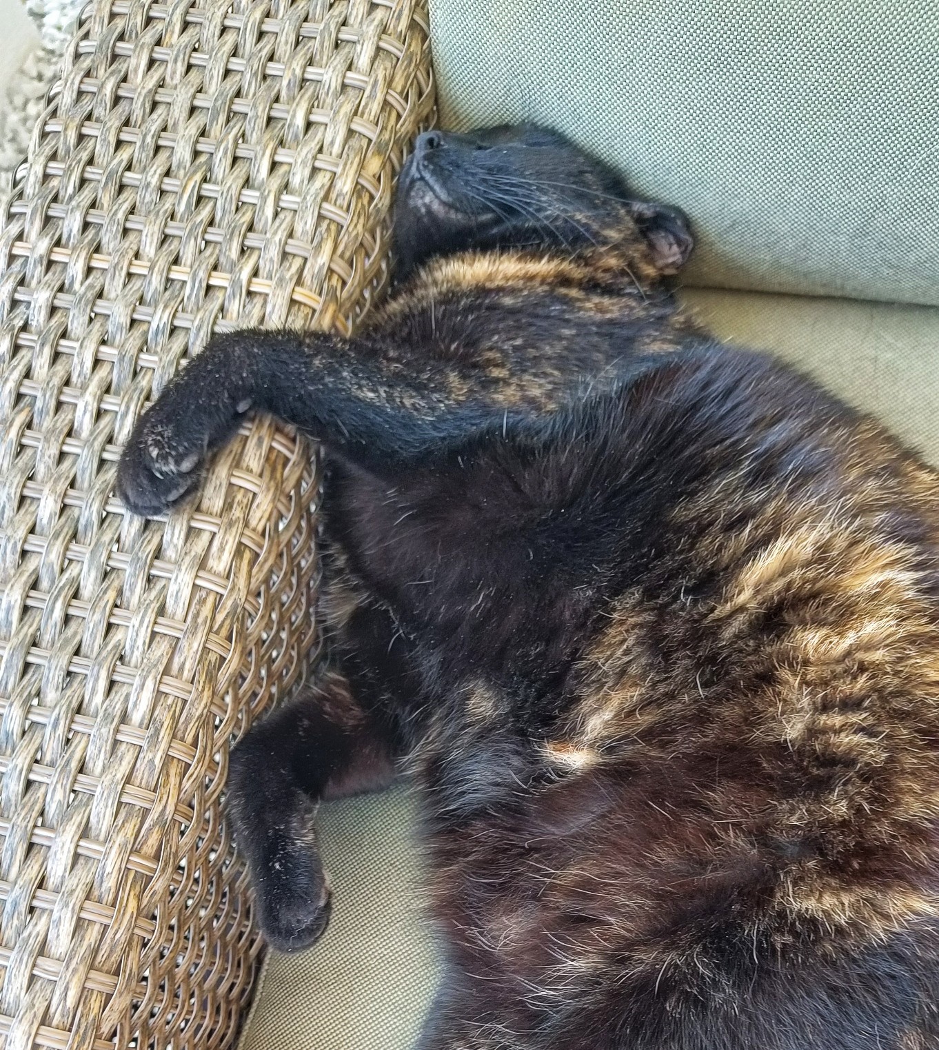 A black cat with tan bits throughout her coat laying fast asleep on outdoor furniture. She says to wake her when summer is over. I didn't have the heart to tell her it's only just started!