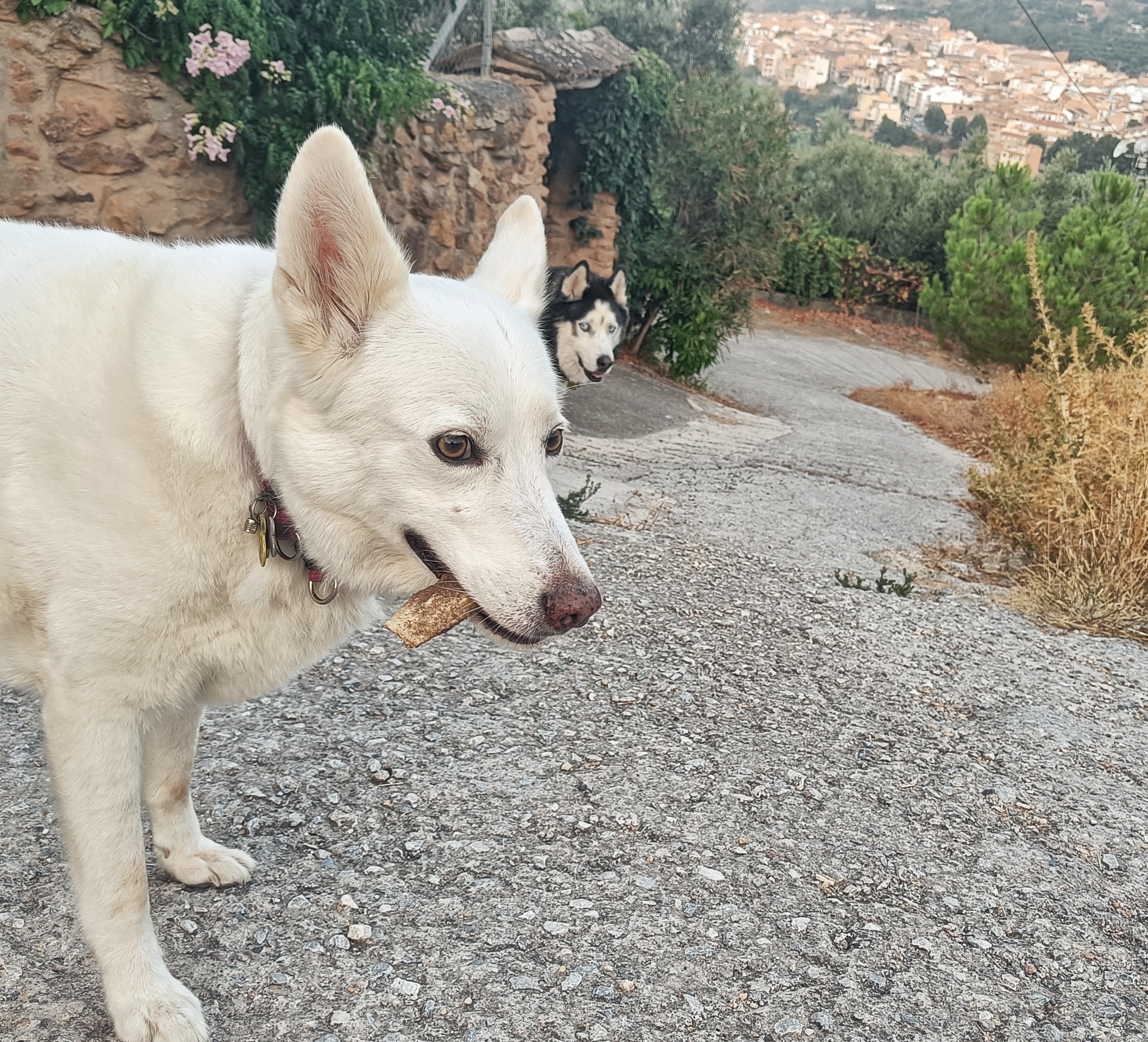 Front half of a white dog with a bone in her mouth. Just to the side of the white dogs head further down the hill is the head of a black and white husky.