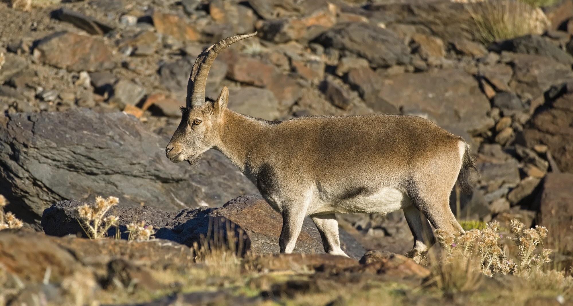 A male Spanish Ibex making his way through the picture from right to left. Behind him are rocks. In front of him is blurred. The Ibex, the rocks, the thistles, grass, everything is versions of the same colours, they blend into their terrain perfectly. 