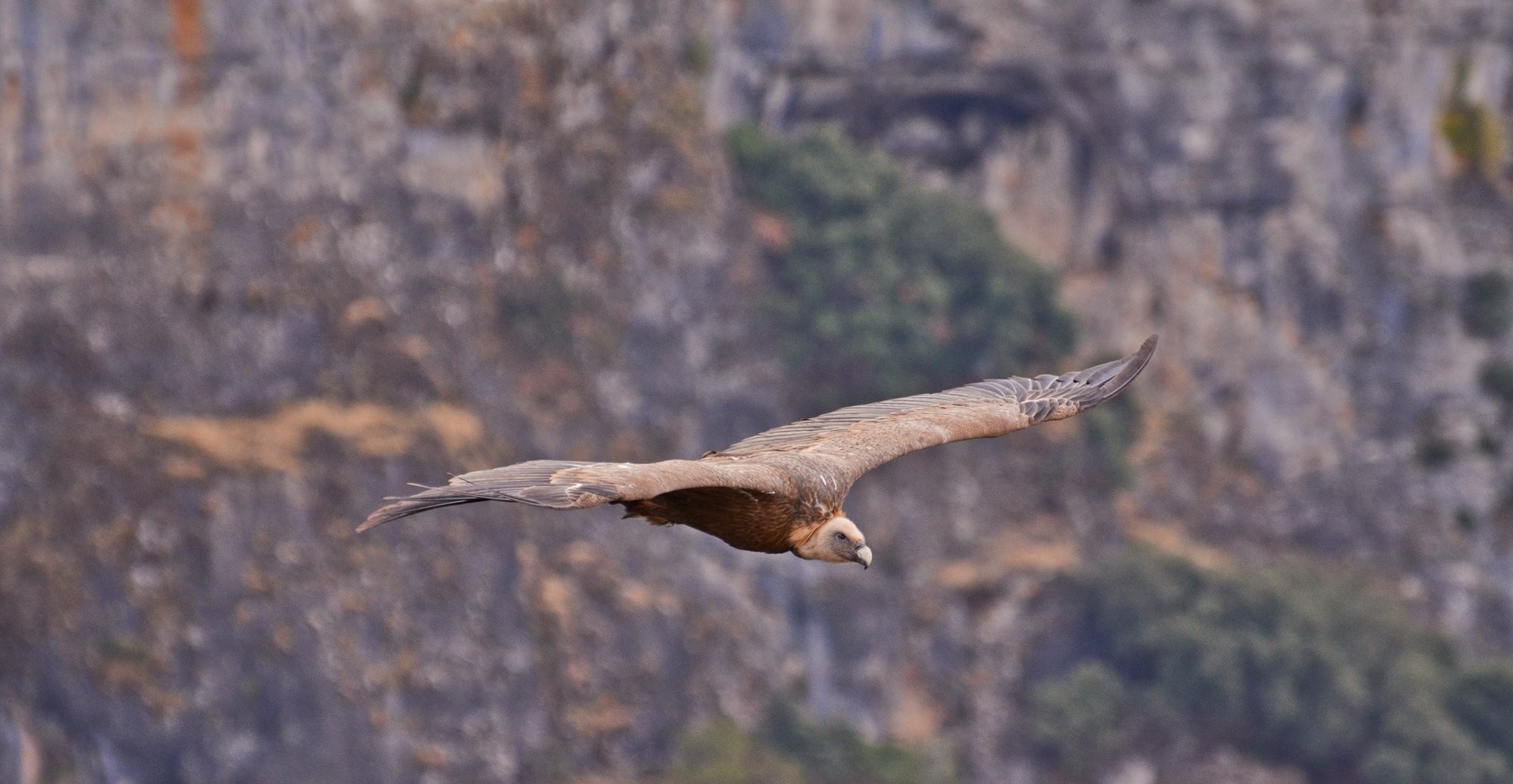 Picture of a Griffon Vulture flying in front of a rock wall. The bird is eye level with the photographer.