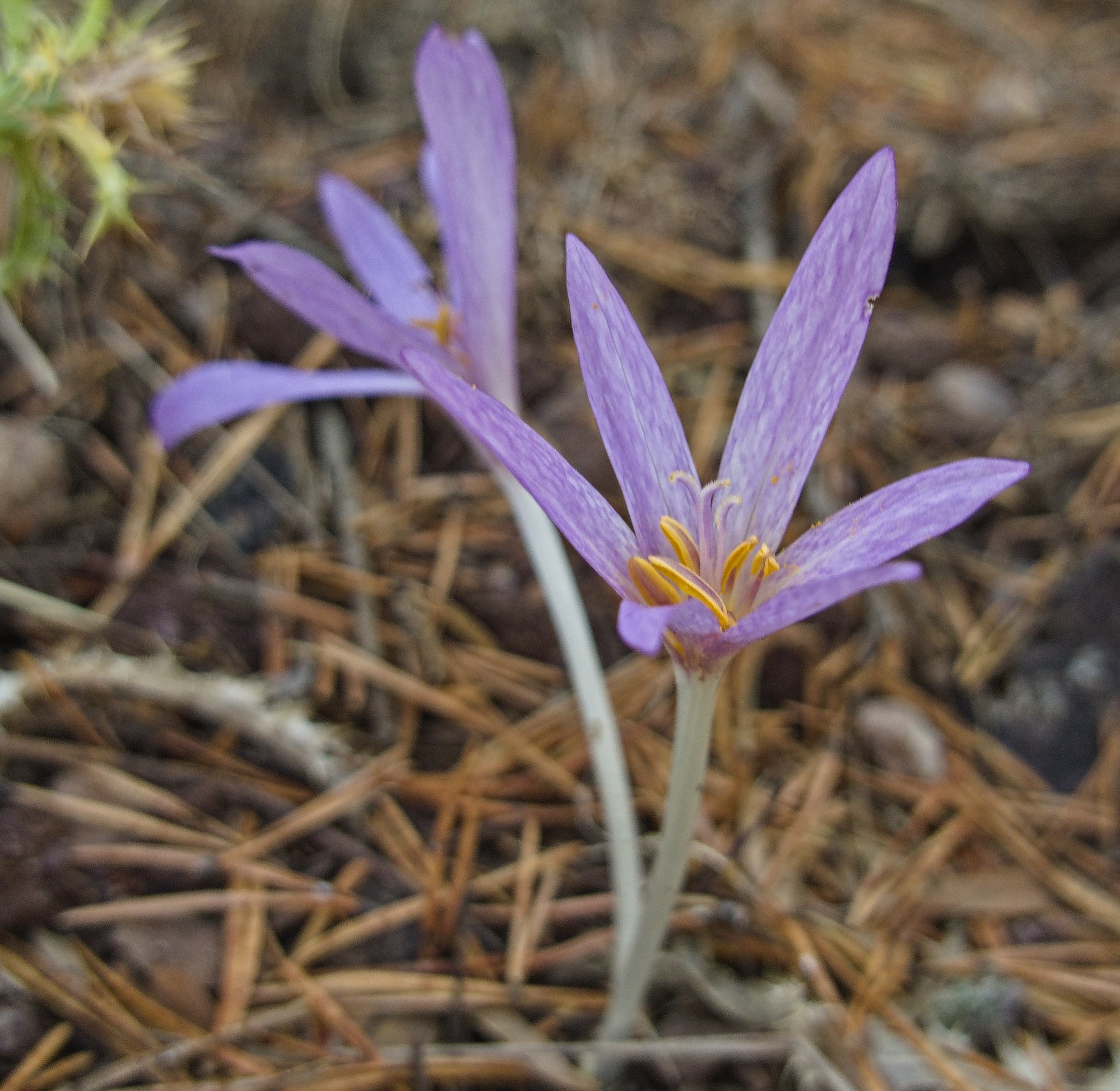 Purple autumn Crocus flowering among the brown pine needles of the forest floor.