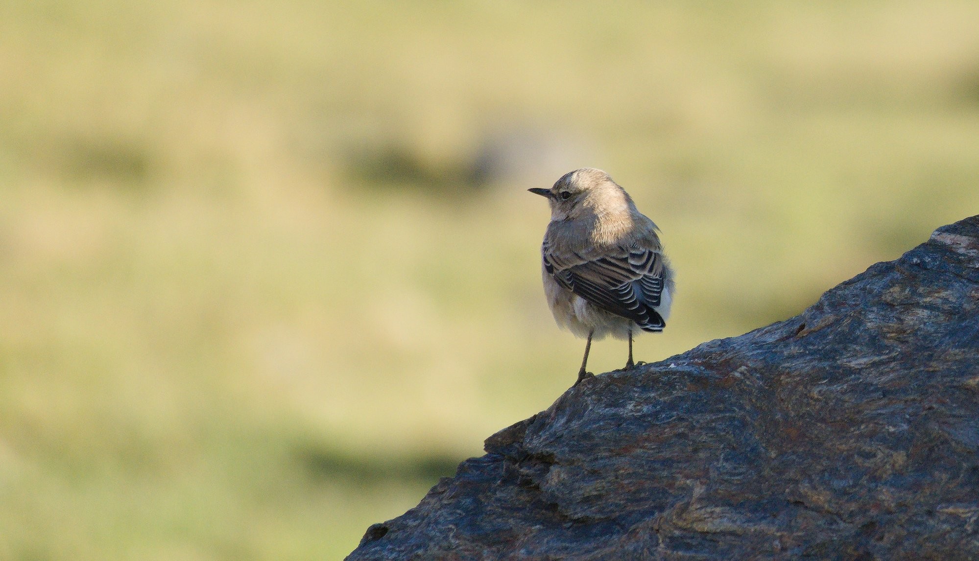 A small bird with it's back to us looking over it's shoulder stood on a dark rock with a blurred out background. The bird is a Northern Wheatear.