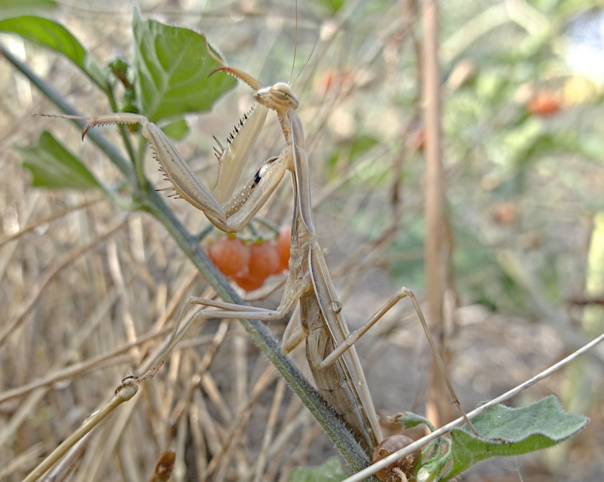 A praying mantis perched on dead grass stems. She is the same colour as the grass. There are a few green leaves behind with some red berries. It's a side view, she has her front far leg raised and is looking towards the camera