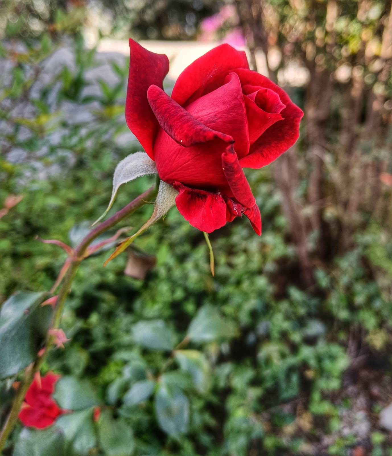 A rose stem from bottom left with a red rose not fully open in the centre to top right of the picture. Behind the rose is blurred out greenery.