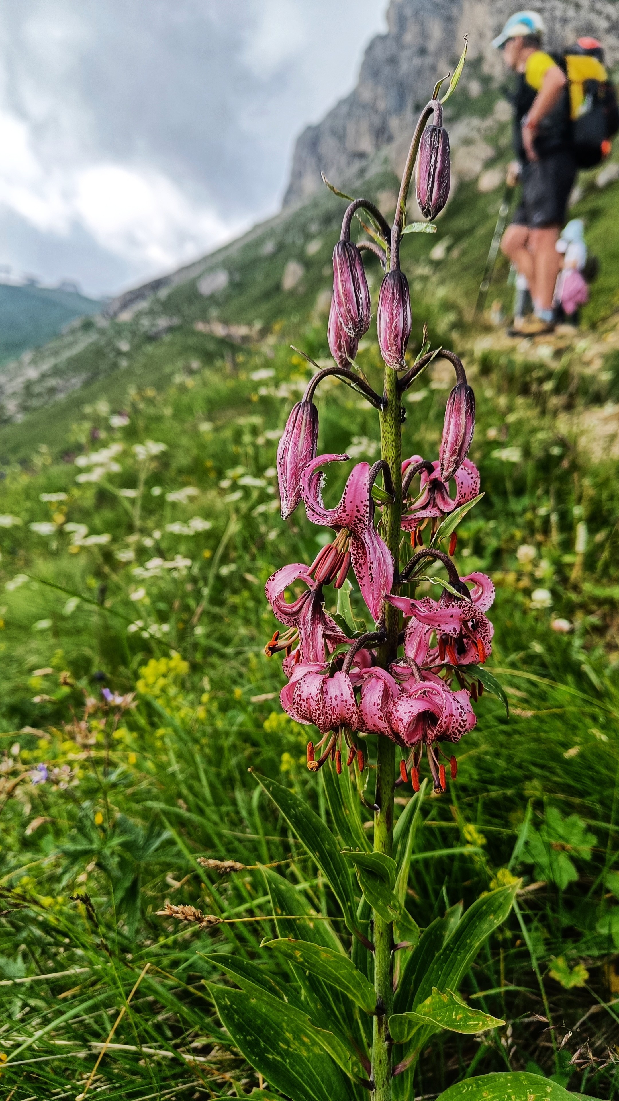 A pink lilly type flower called the Turks Cap standing amongst grass and other wild flowers