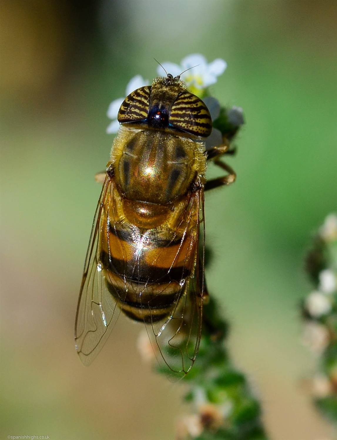 A hover fly species resting on a small flower. The background is green and blurred out. The hover fly has amazing striped eyes.