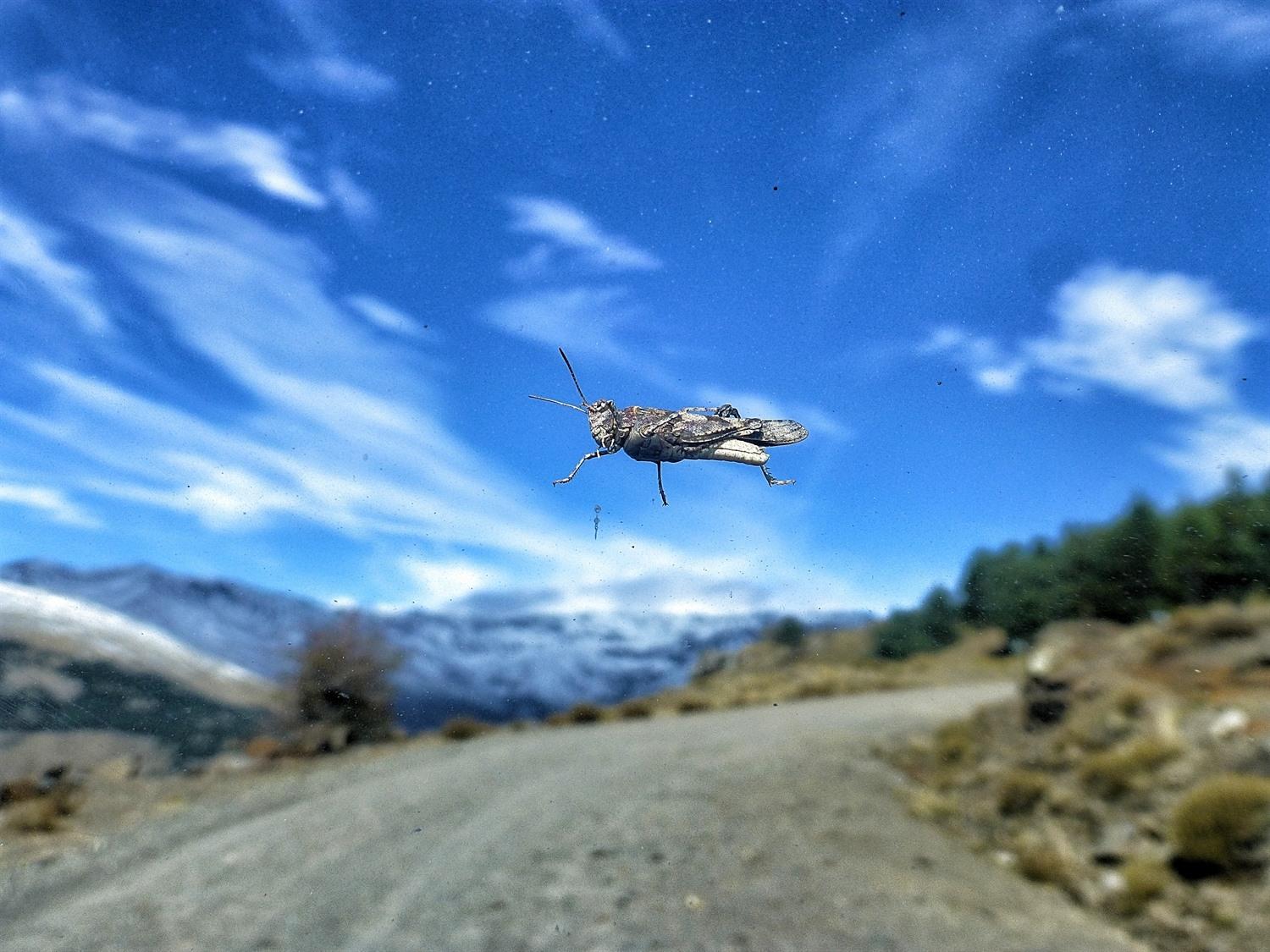 A photo taken from inside a car of the windowscreen showing a grasshopper hitching a ride with the road and snow mountains behind with blue sky and white clouds.