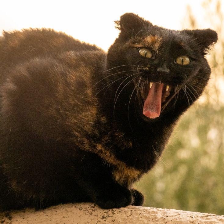 A black cat with bits of brown in her fur looking at the camera yawning showing her two top 'fangs' and tongue out