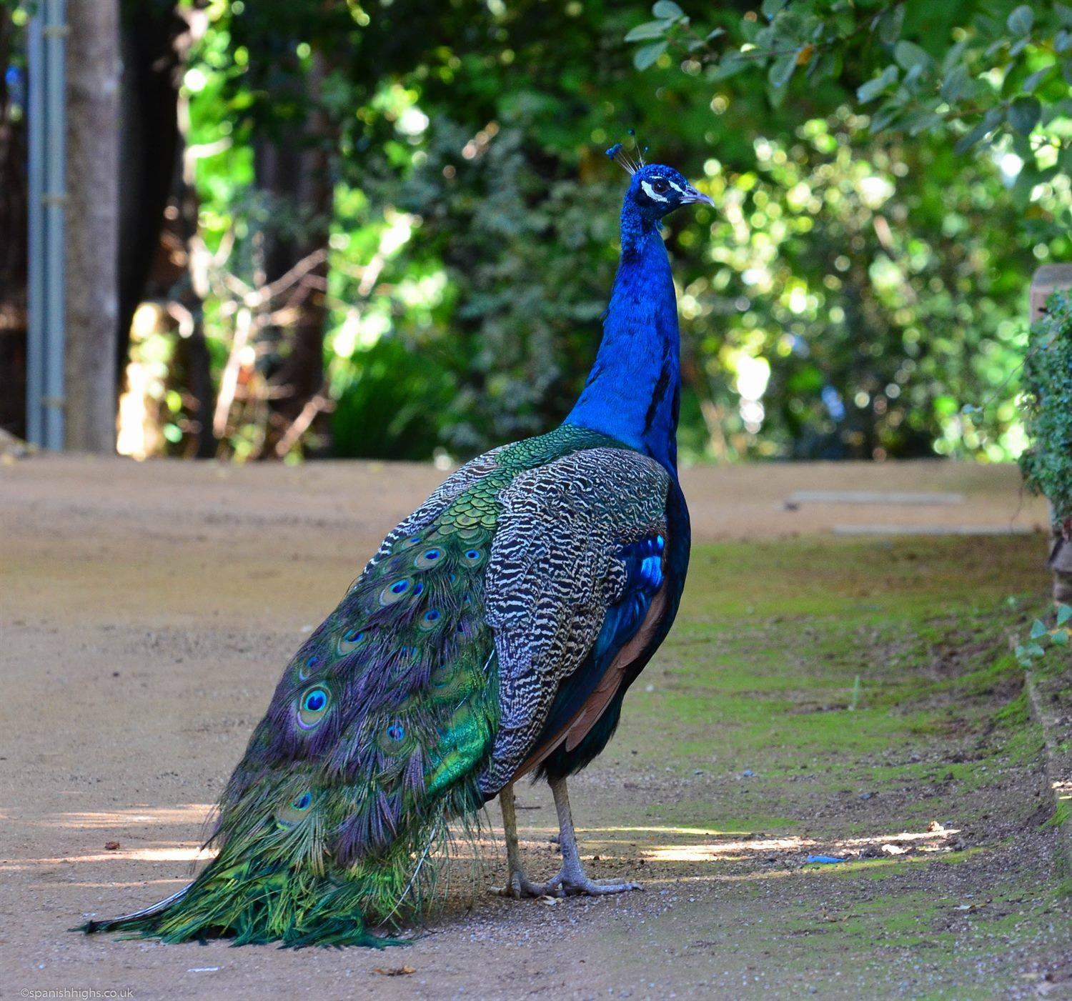 A beautiful male Peacock stood in an open space with trees in the back ground. The bird does not have his tail raised. 