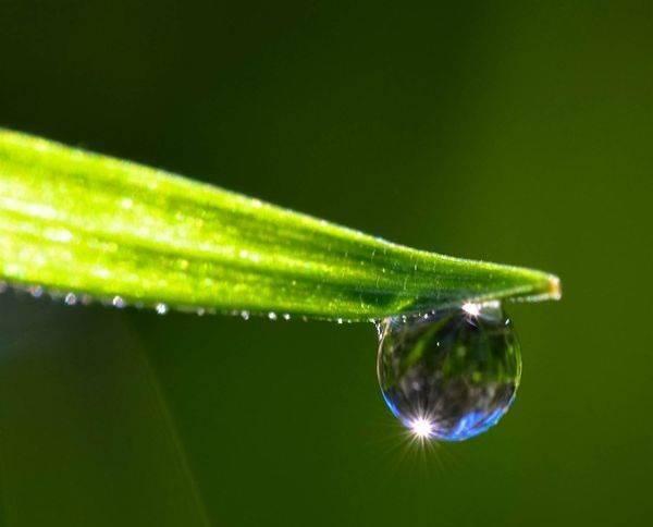 The tip of a blade of green grass with a dew drop hanging from it, the dew drop has the sun reflected in it.