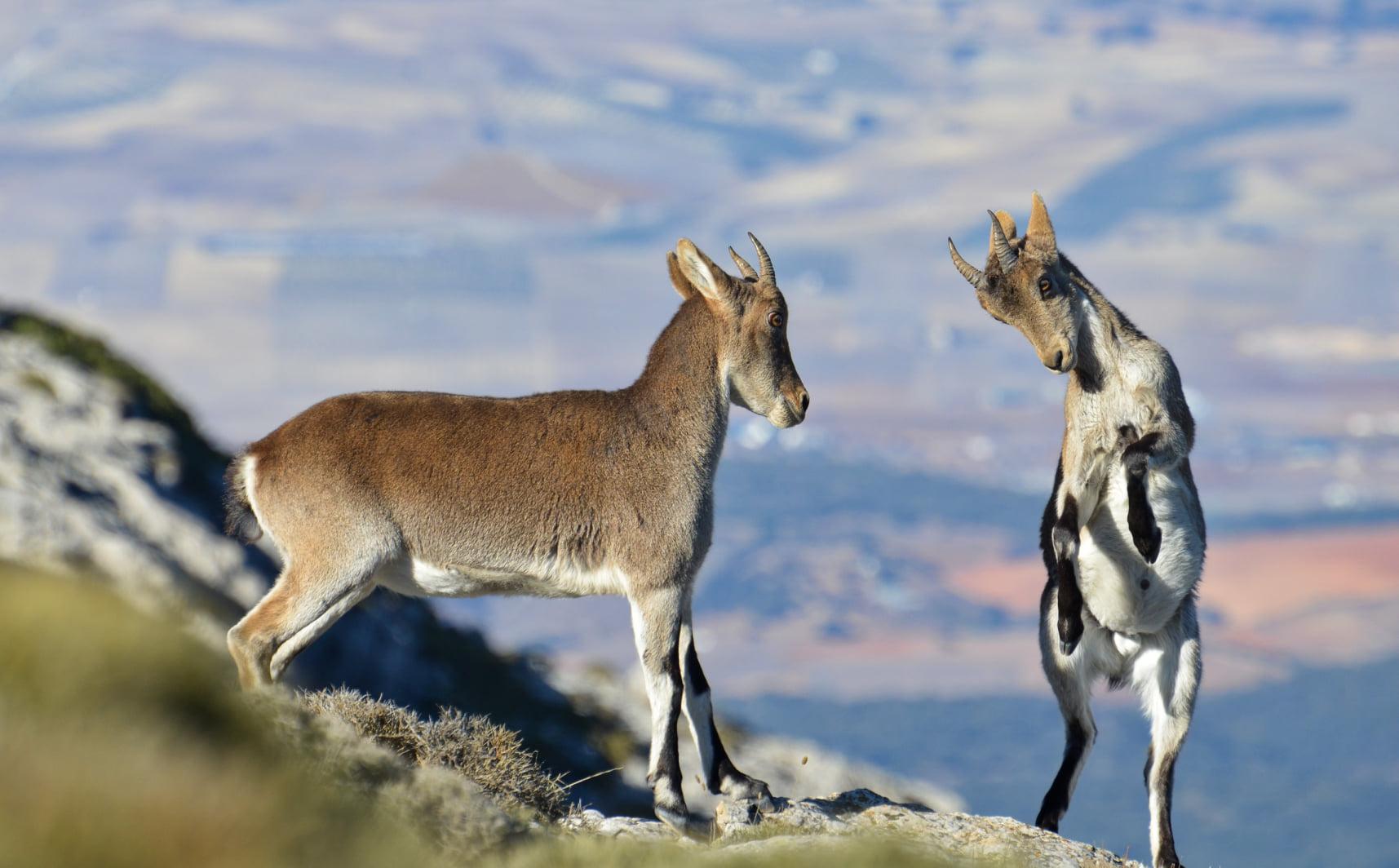 A photo of two young male Ibex fighting. The one of the right is rearing up ready to class heads with the one on the left who is still on the ground. 