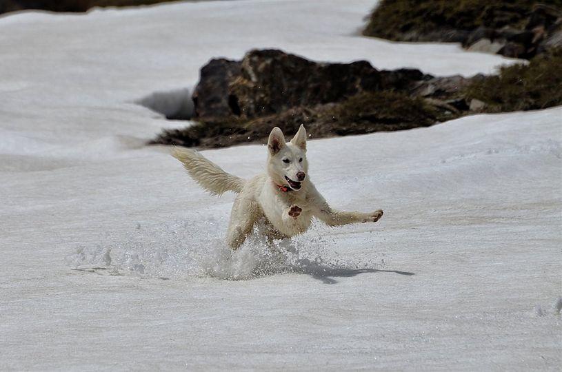 A picture of a white dog running and playing in the snow, snow is being kicked up. Rocks protrude through the snow at the top of the picture.