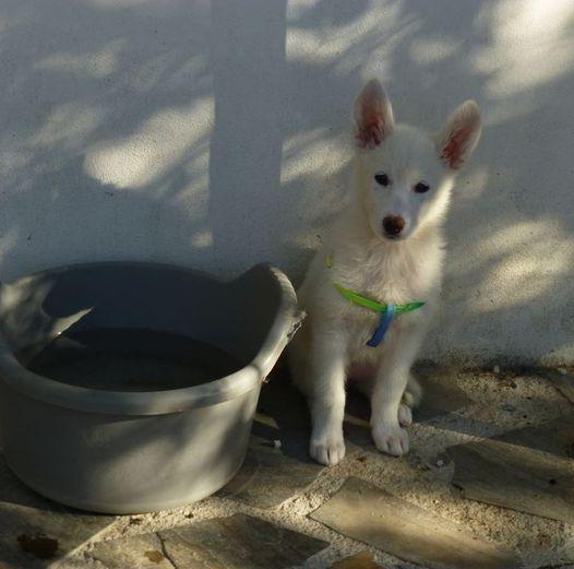 Rita on her first day with us. A picture of a small white puppy sitting beside a bowl of water.