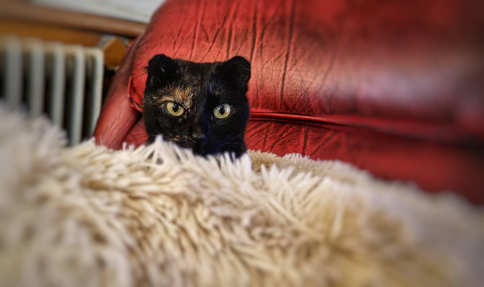 A picture showing the head of a black cat popping out of a cream coloured cat bed. Behind the cat is a red leather chair.